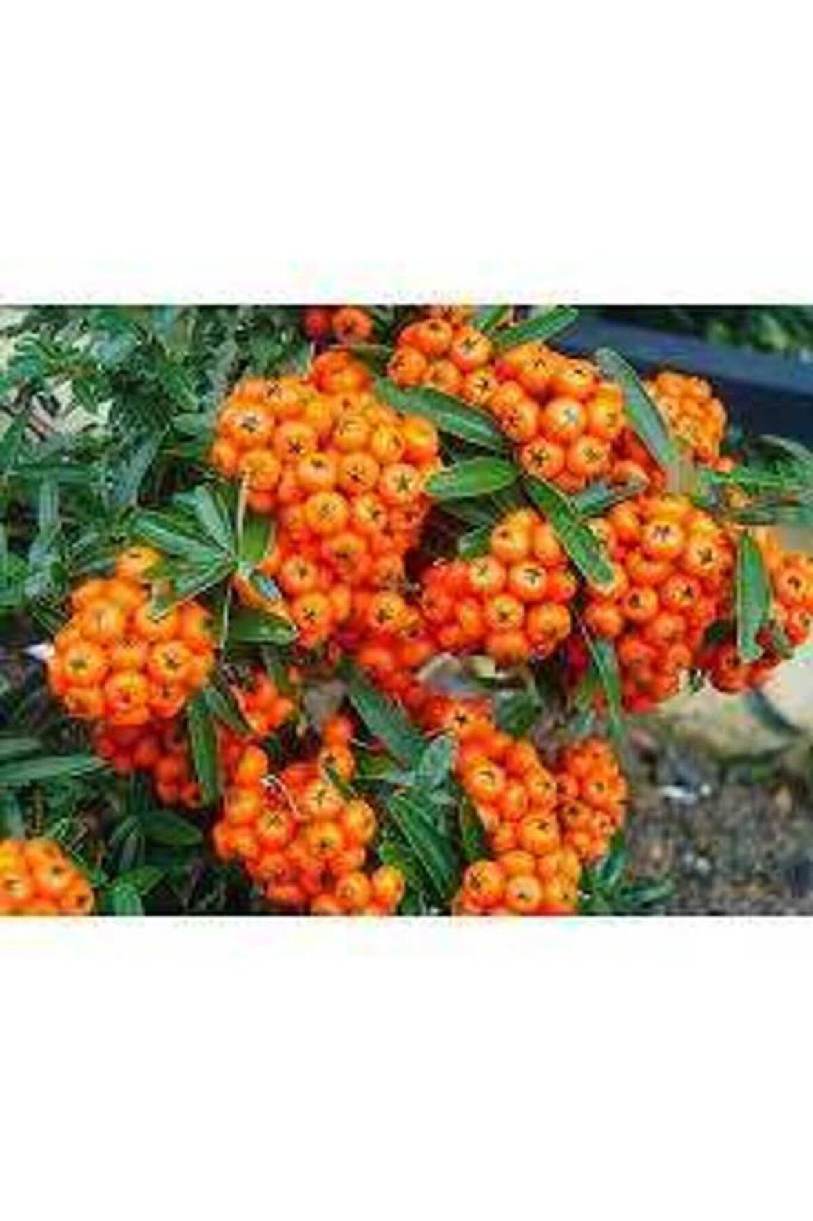 Pyracantha coccinea Nana Ateş Dikeni Fidanı 50-60 Cm