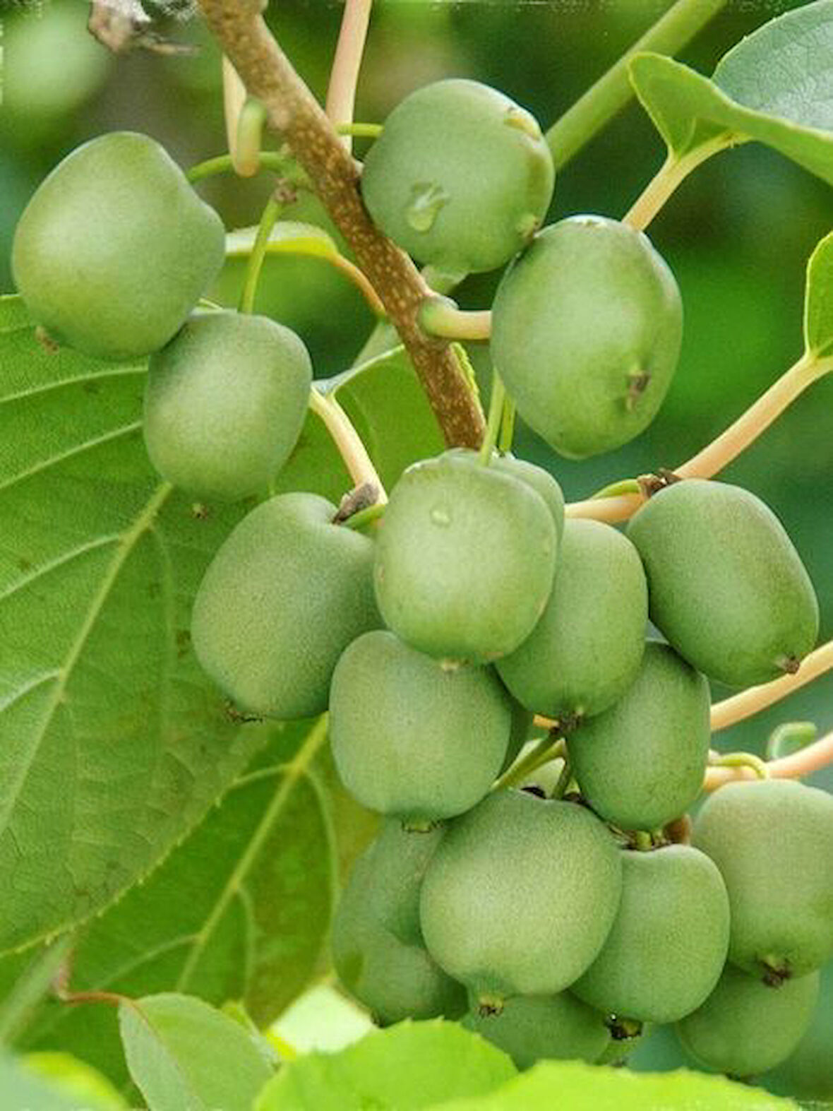 Kivi Fidanı Fresh Jumbo Tüysüz Yeşil Kivi, Saksıda Aromalı, İri Meyveli, Tüysüz