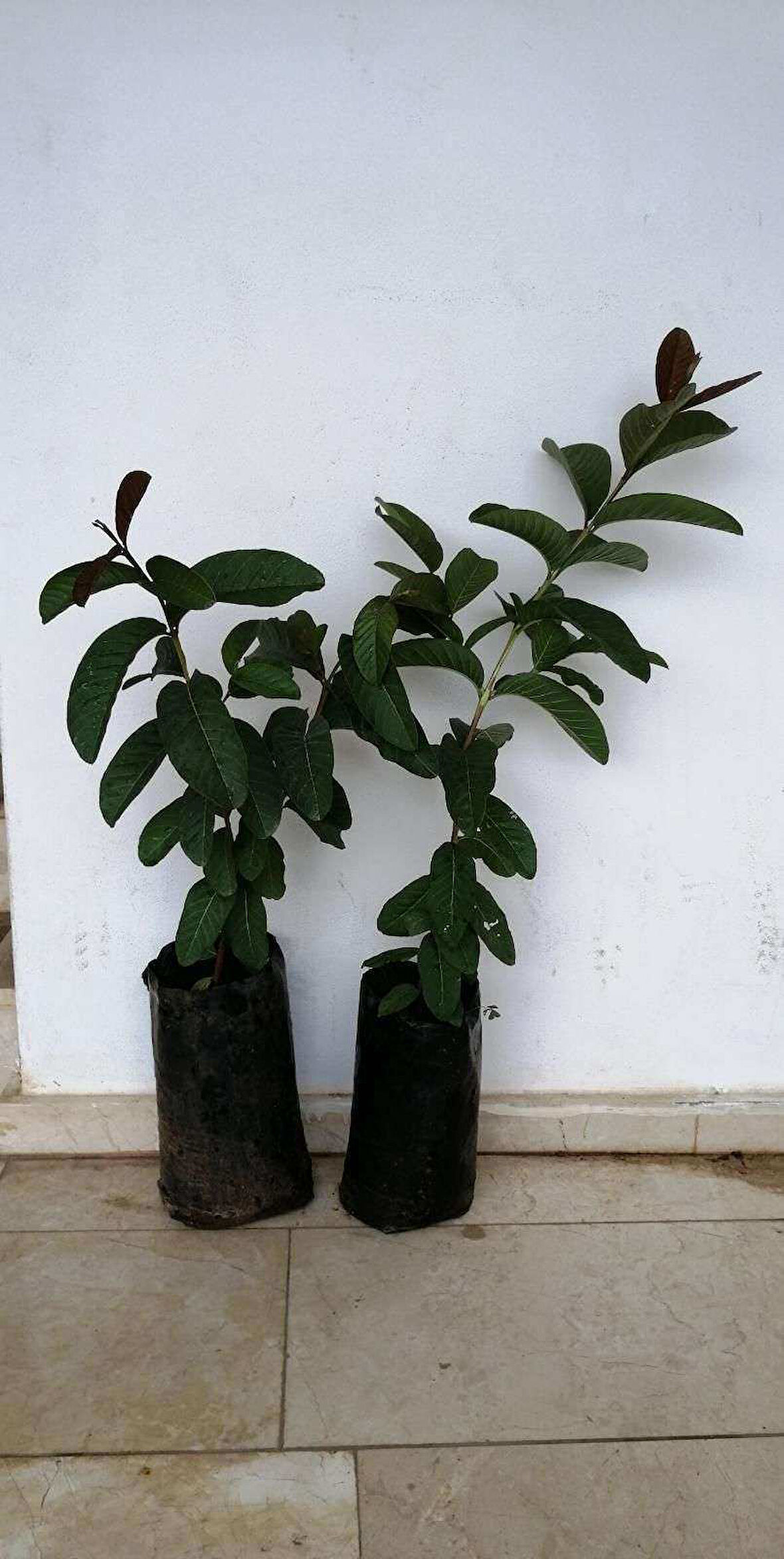3 Yaşında Tüplü Fidan Guava Fidanı