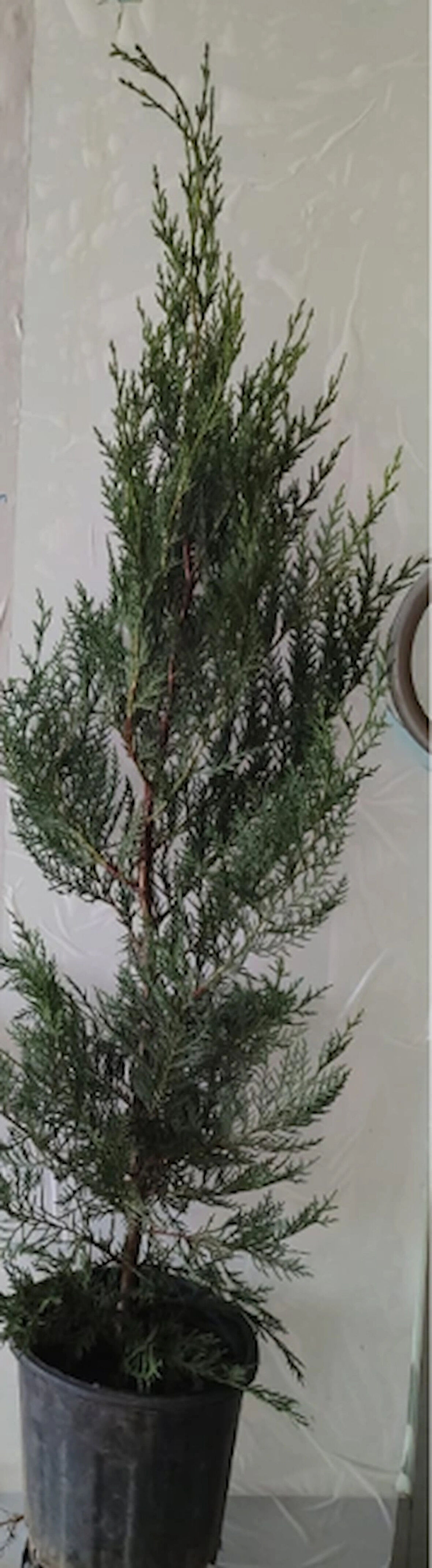 Saksılı Leylandi Bitkisi Fidanı ( 100 ila 120cm )