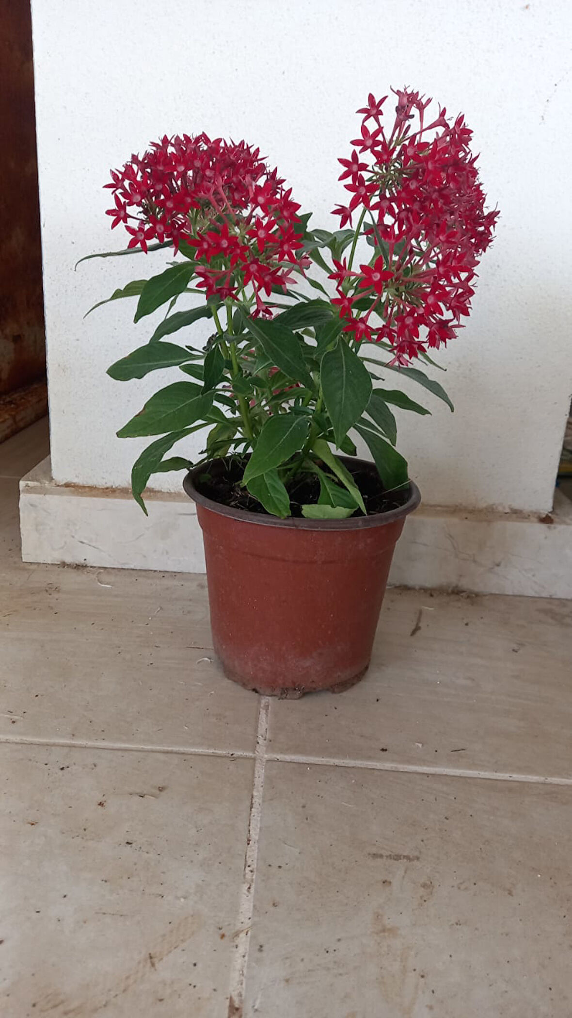 Beşiz Çiçeği (Pentas)
