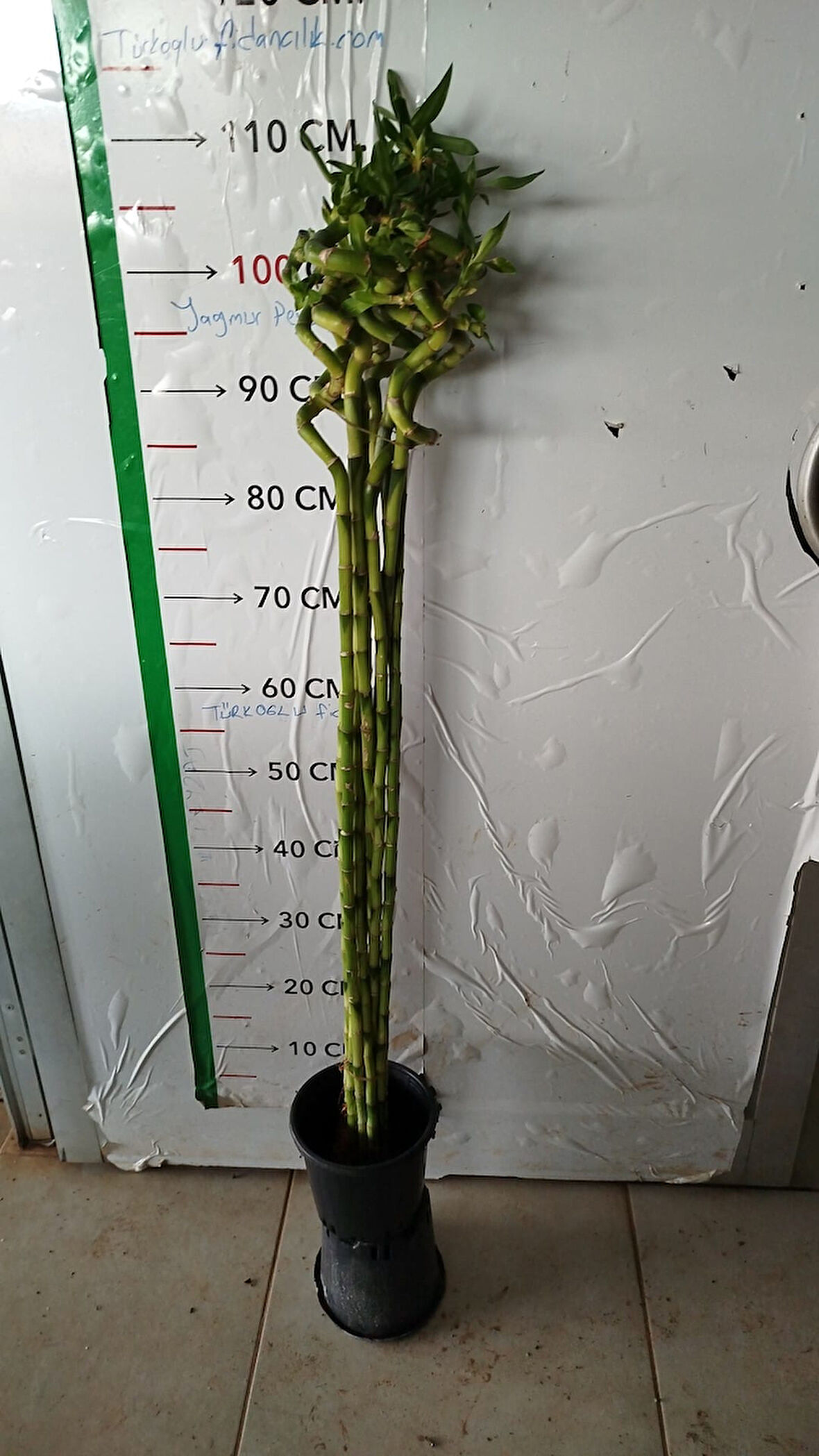 Şans Bambusu 90-100 Cm 3adet