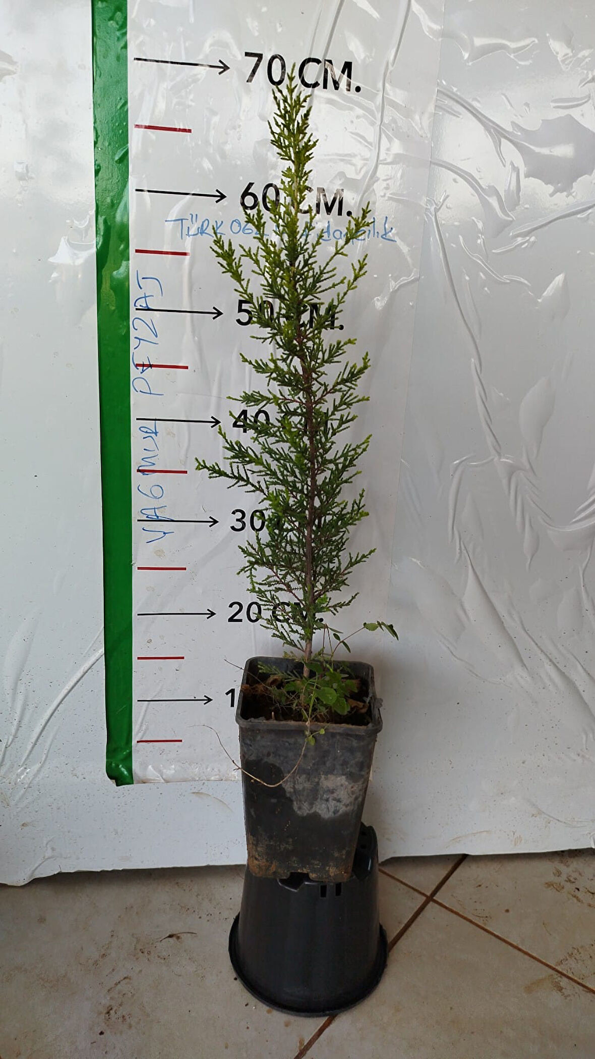 Limon Çamı Limoni Servi 2 Yaşında Fidan 40cm ile 60 cm Cm Boylu