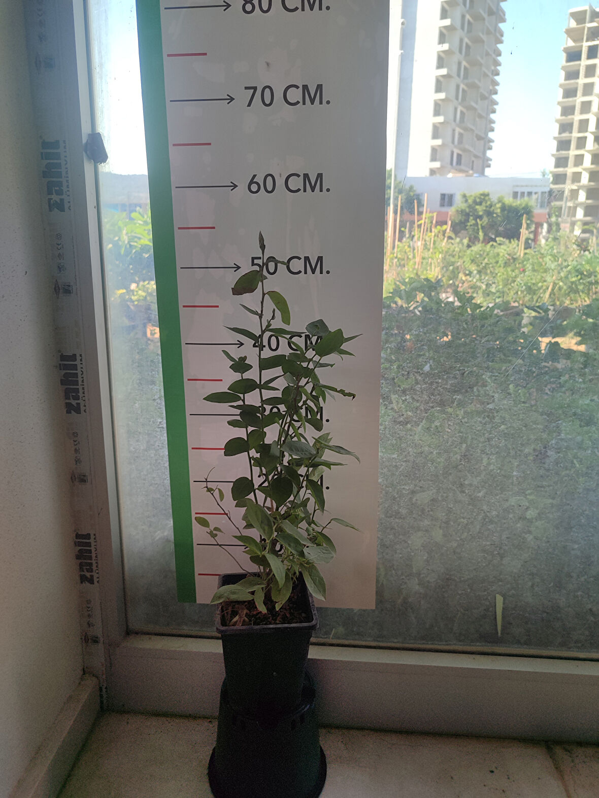 Yaban Mersini Fidanı Vaccinium corymbosum Elliott, +3 Yaş, 40-60 cm, Saksıda