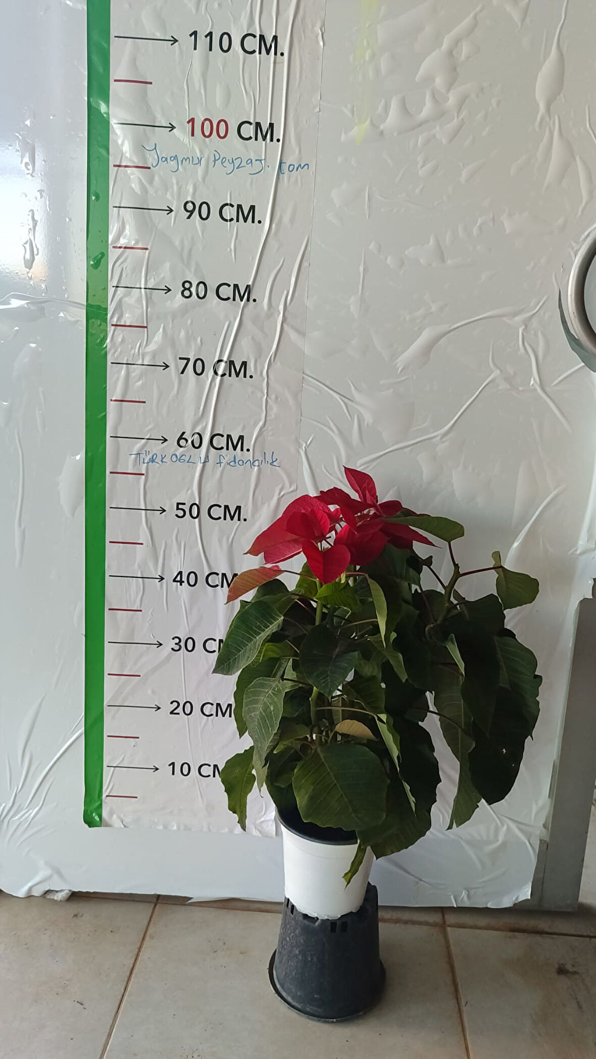 Ponsetya Atatürk Çiçeği Euphorbia pulcherrima, 30-40 cm, Saksıda Çiçek Açan, Herdemyeşil, Gösterişli