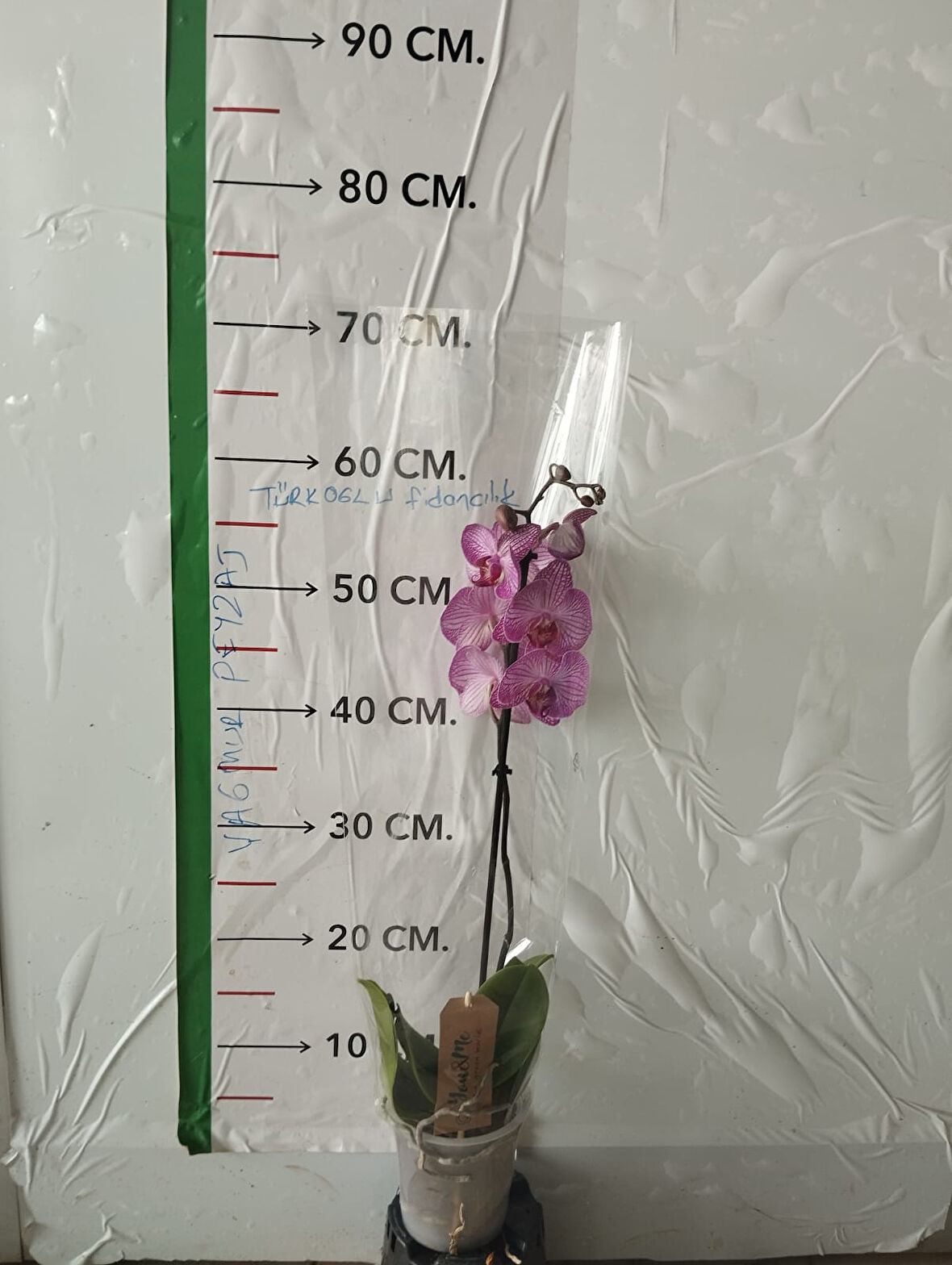 Poster Pembe Çizgili Orkide