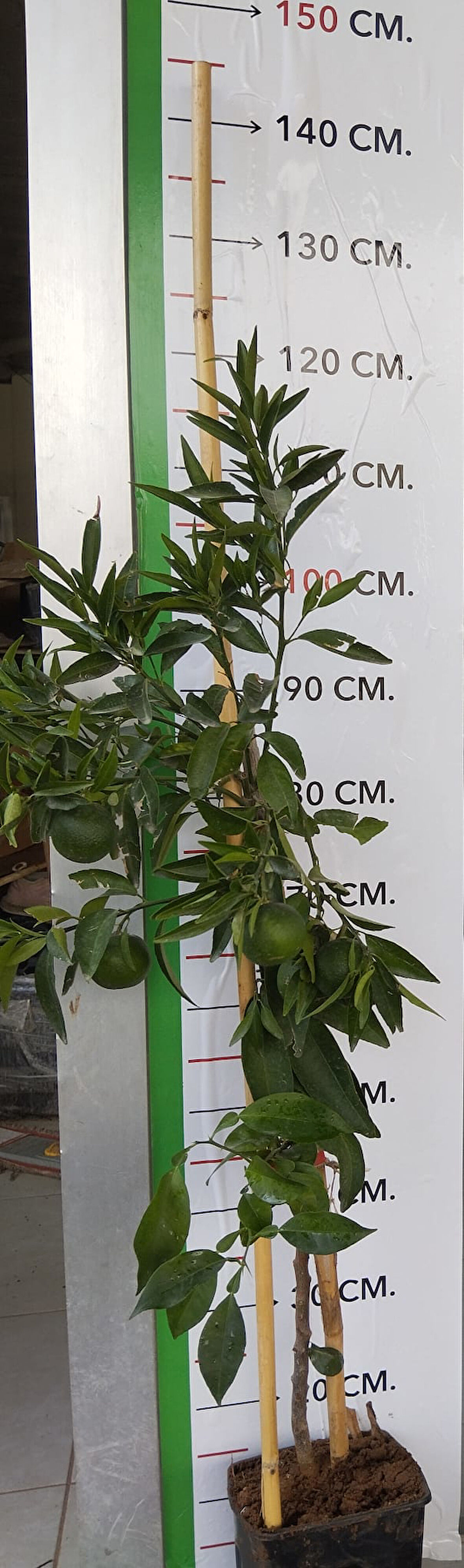 Tüplü Fidan Sansutma Mandalina Fidanı(ÜZERİ MEYVELİ SAKSILI)