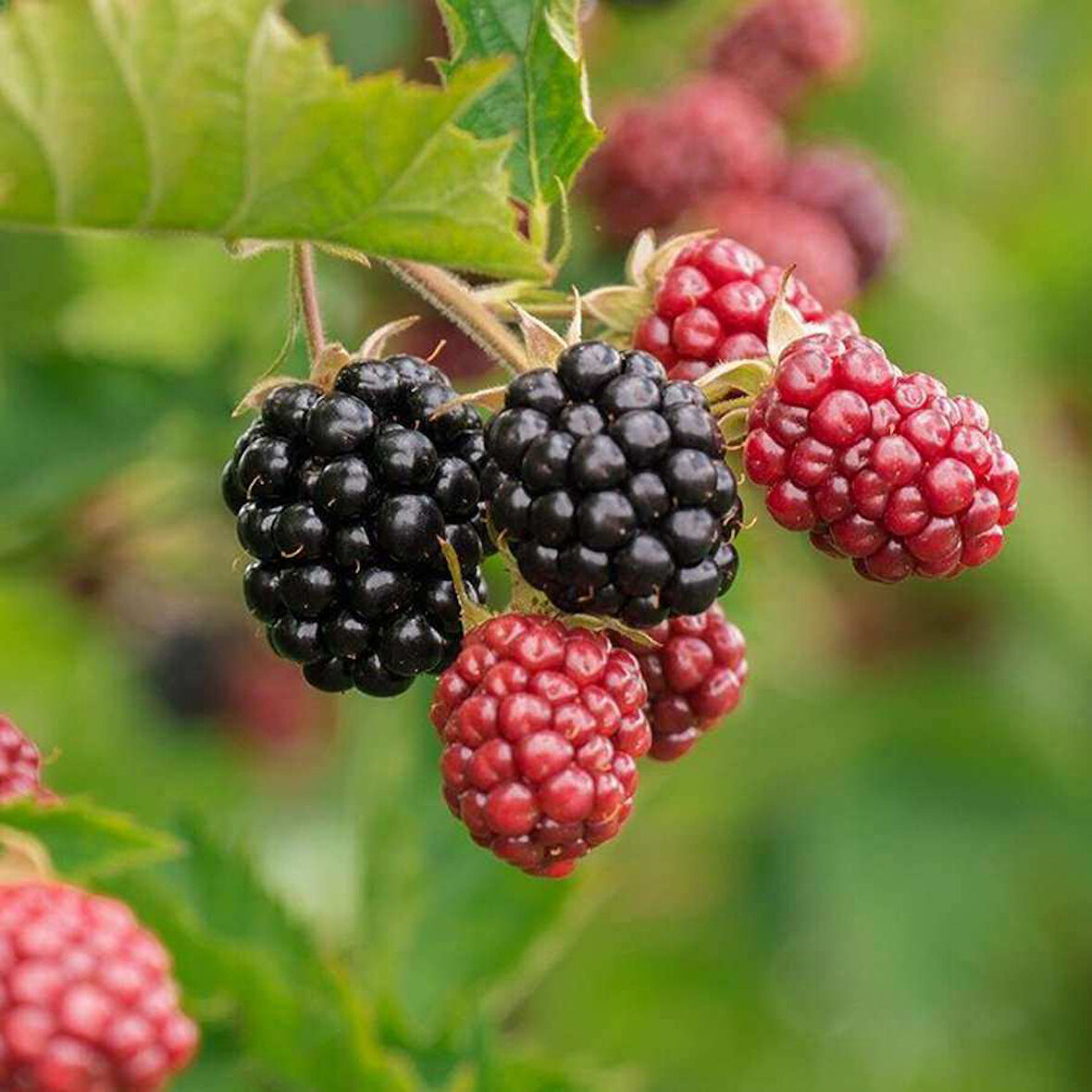 Tüplü Erkenci Blackberry Böğürtlen Fidanı