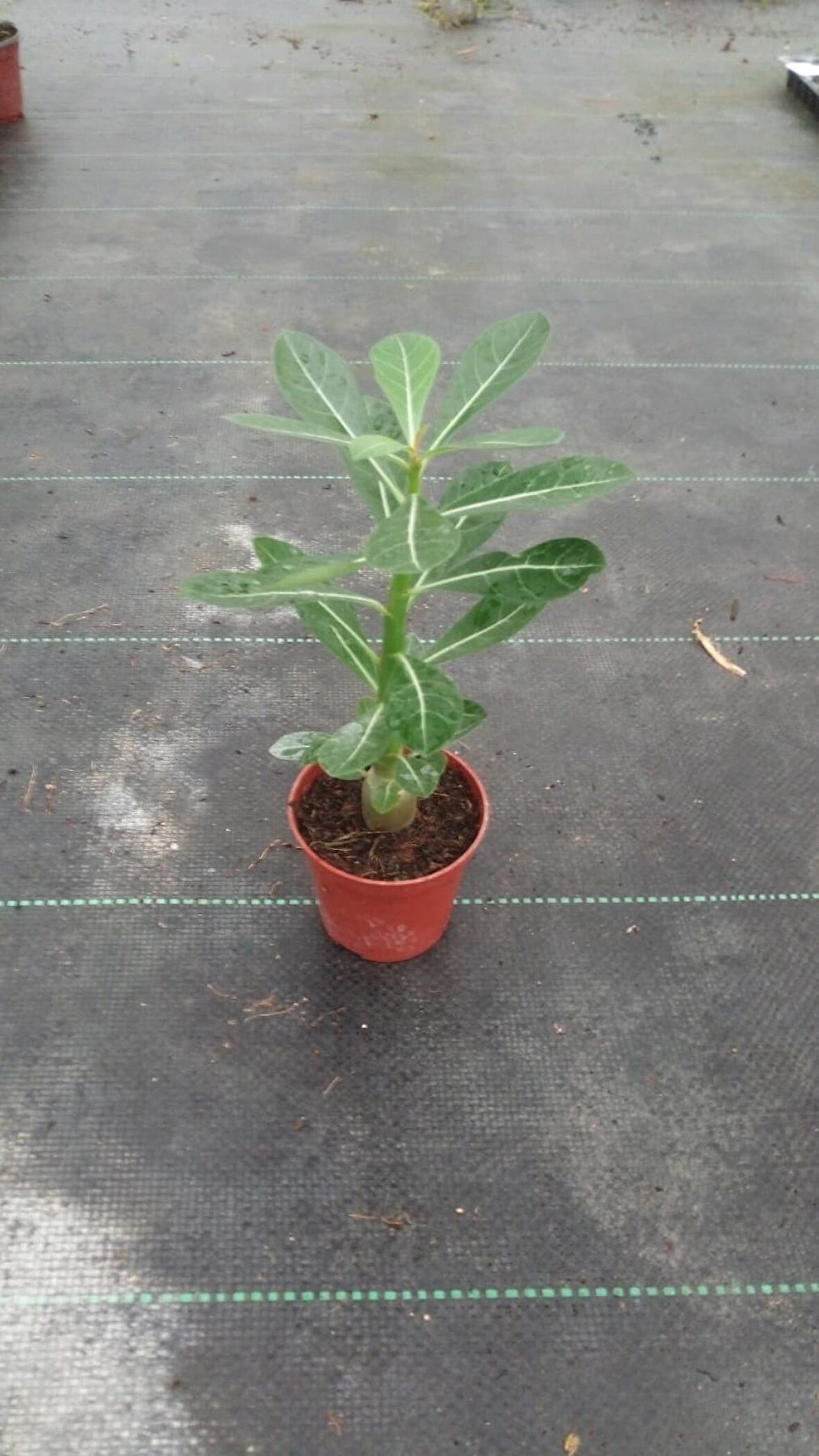 Adenium Obesum ( Desert Rose, Çöl Gülü ) 20 cm