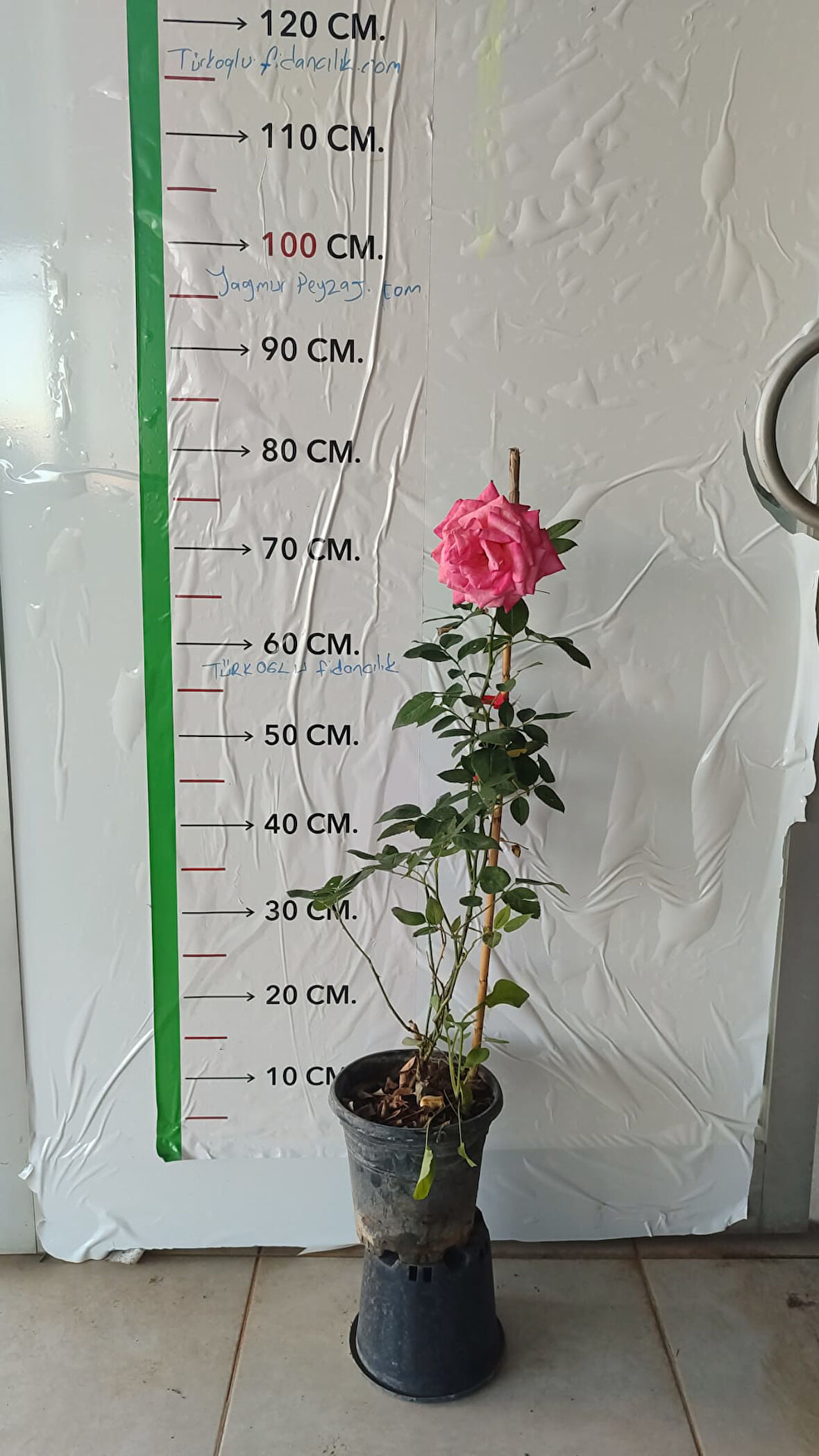 Gül Fidanı Claudia Pembe Turuncu, İTHAL Çok Yıllık, İthal