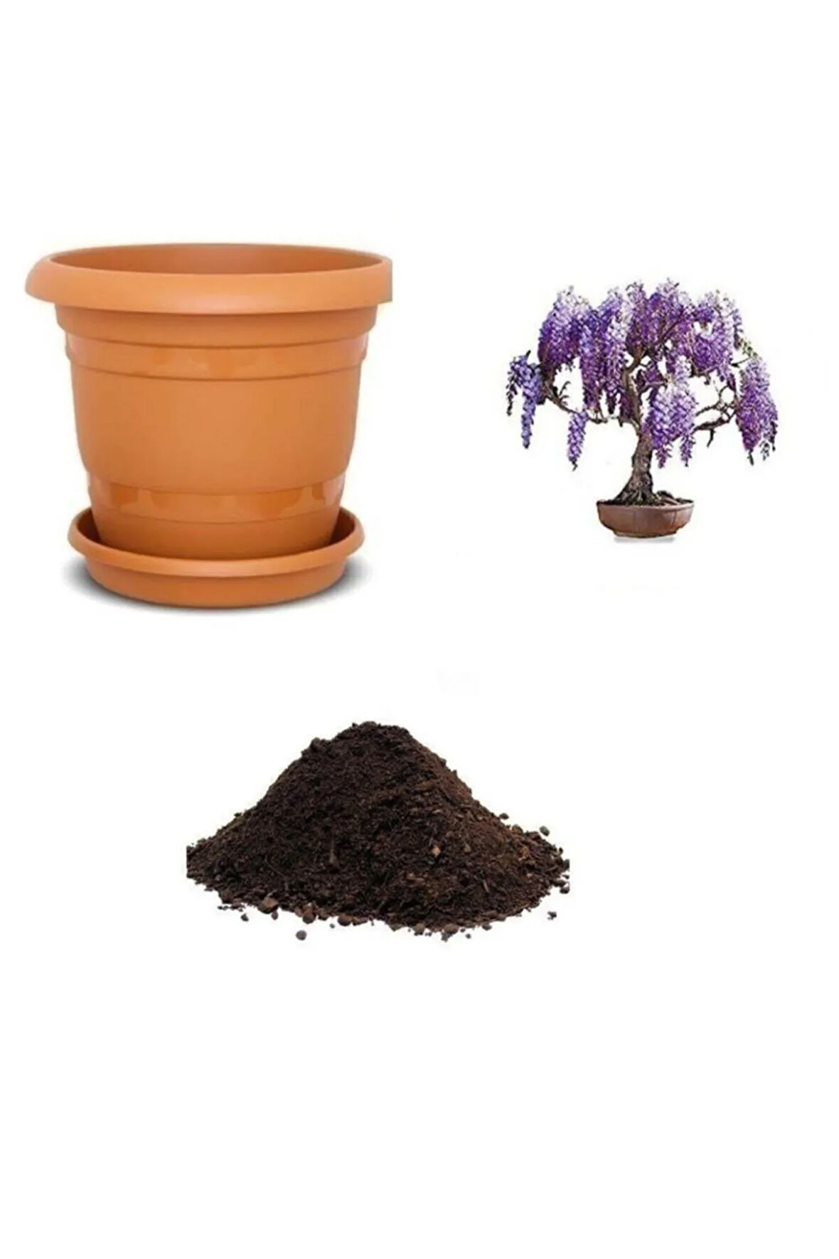 Ithal Jakaranda Bonzai Ağacı Tohumu Ekim Seti