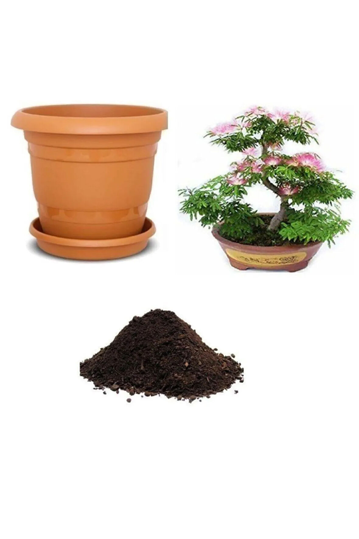 İthal Gülibrişim Bonzai Ağacı Tohumu Ekim Seti