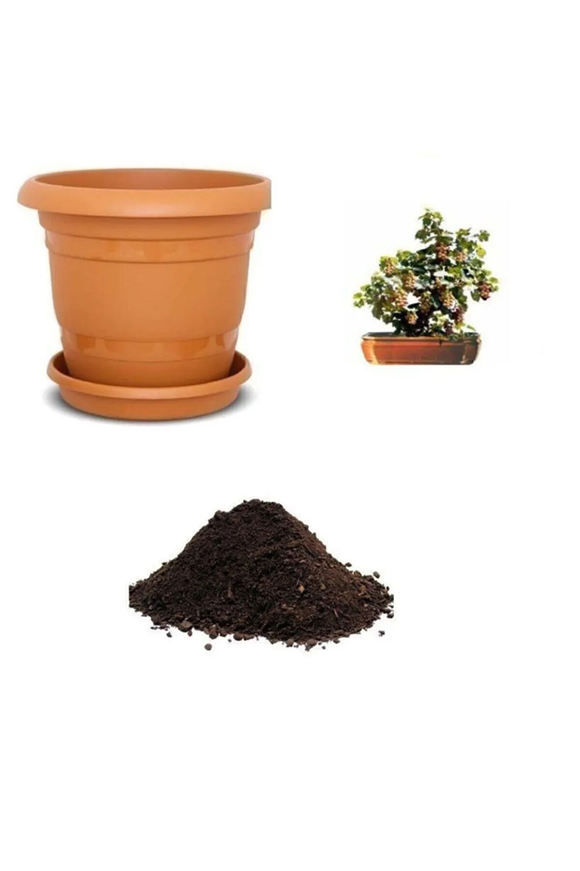 Sarı Üzüm Bonzai Ağacı Tohumu Ekim Seti