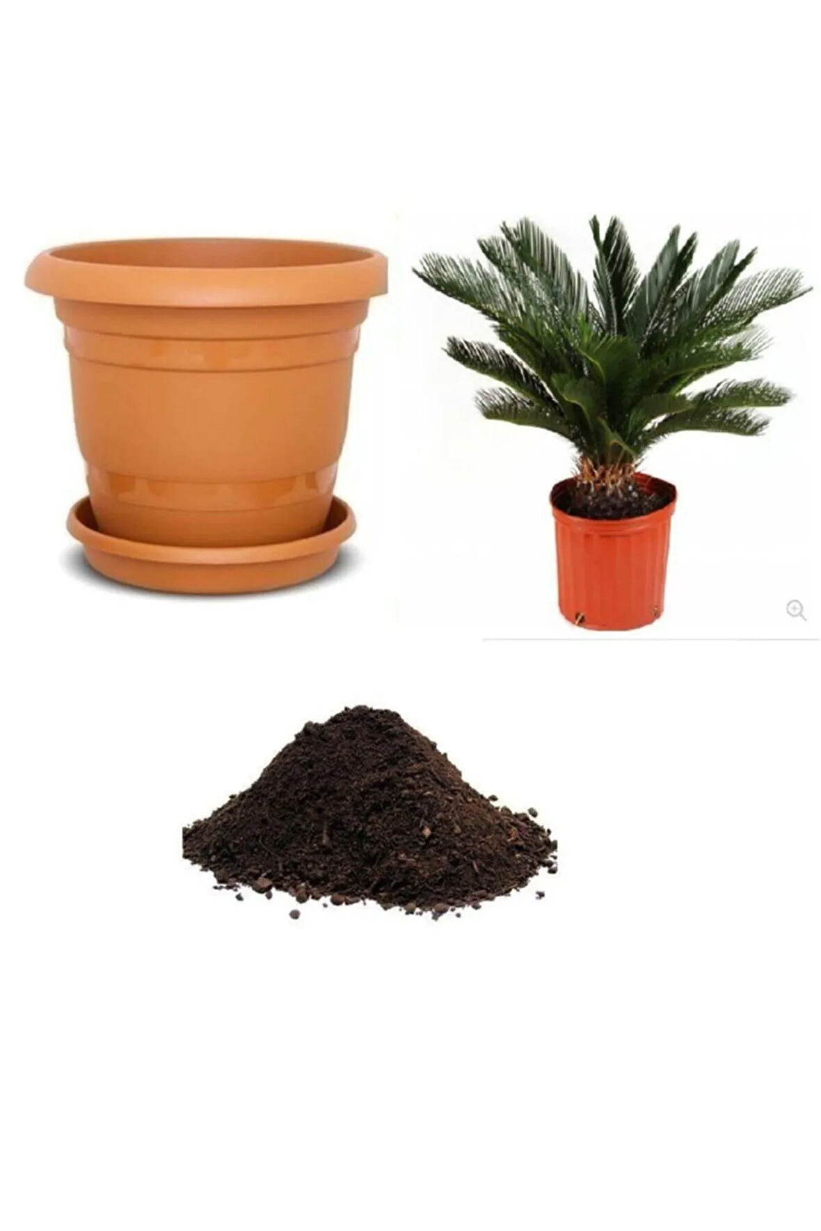 Ithal Cycas Revoluta Süs Ağacı Tohumu Ekim Seti