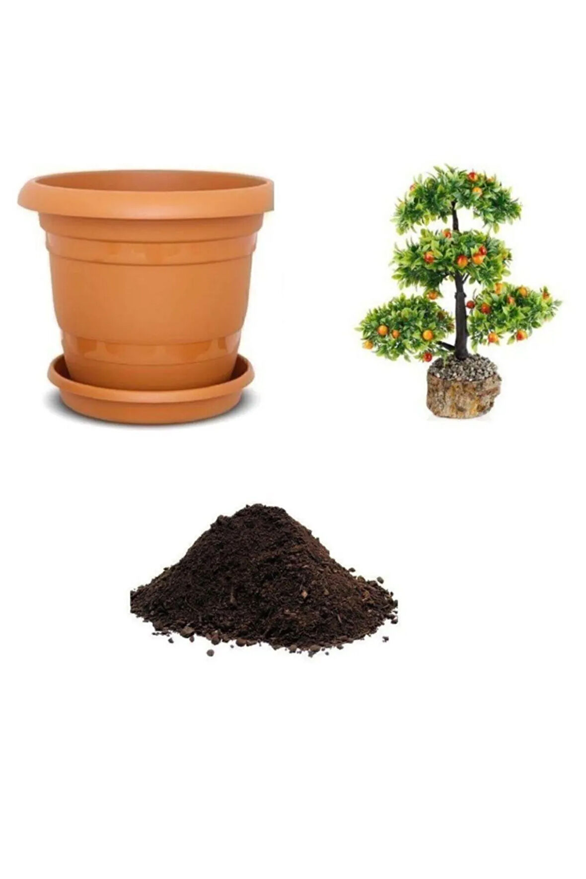 Ithal Erik Bonzai Ağacı Tohumu Ekim Seti