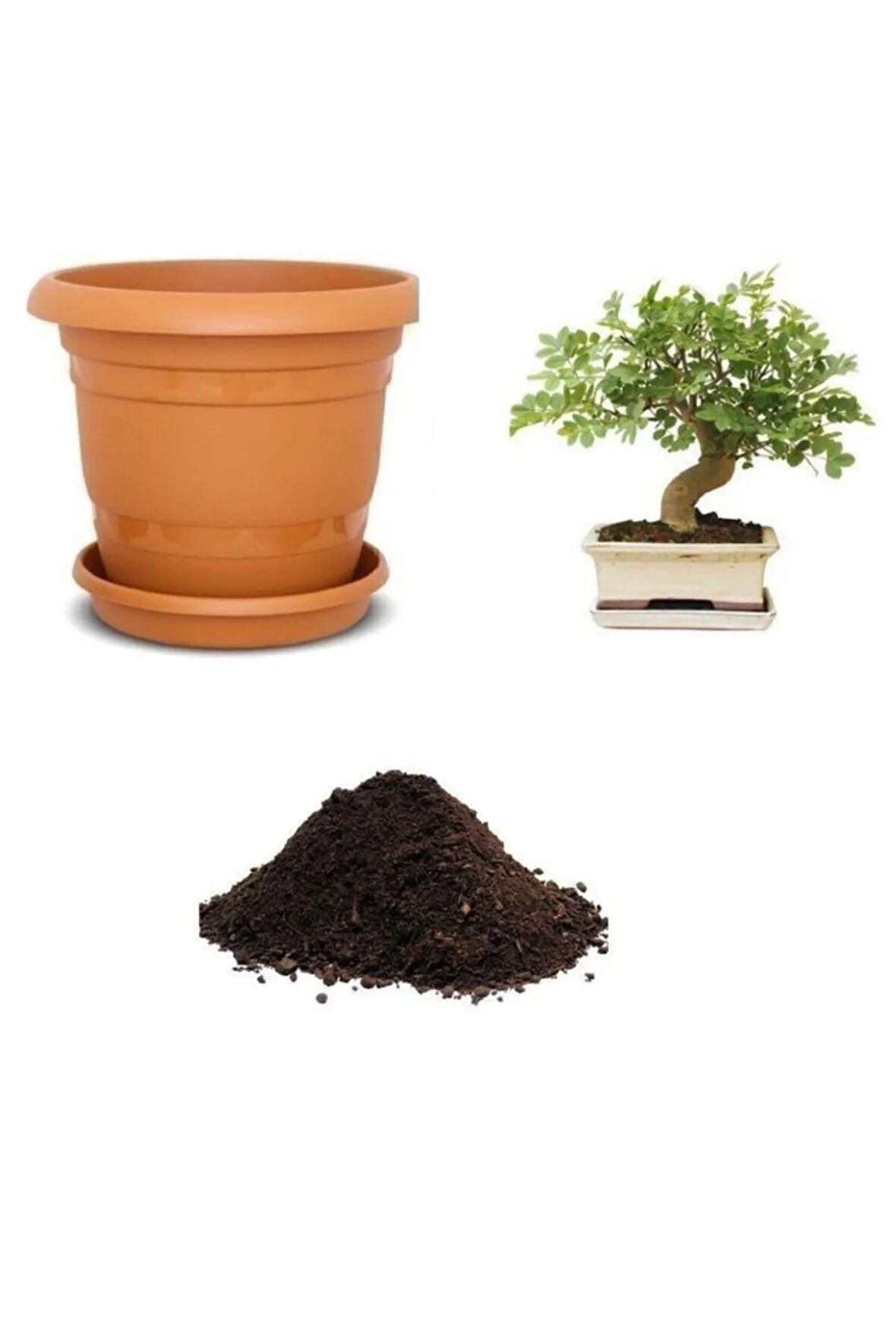 Dişbudak Bonzai Ağacı Tohumu Ekim Seti
