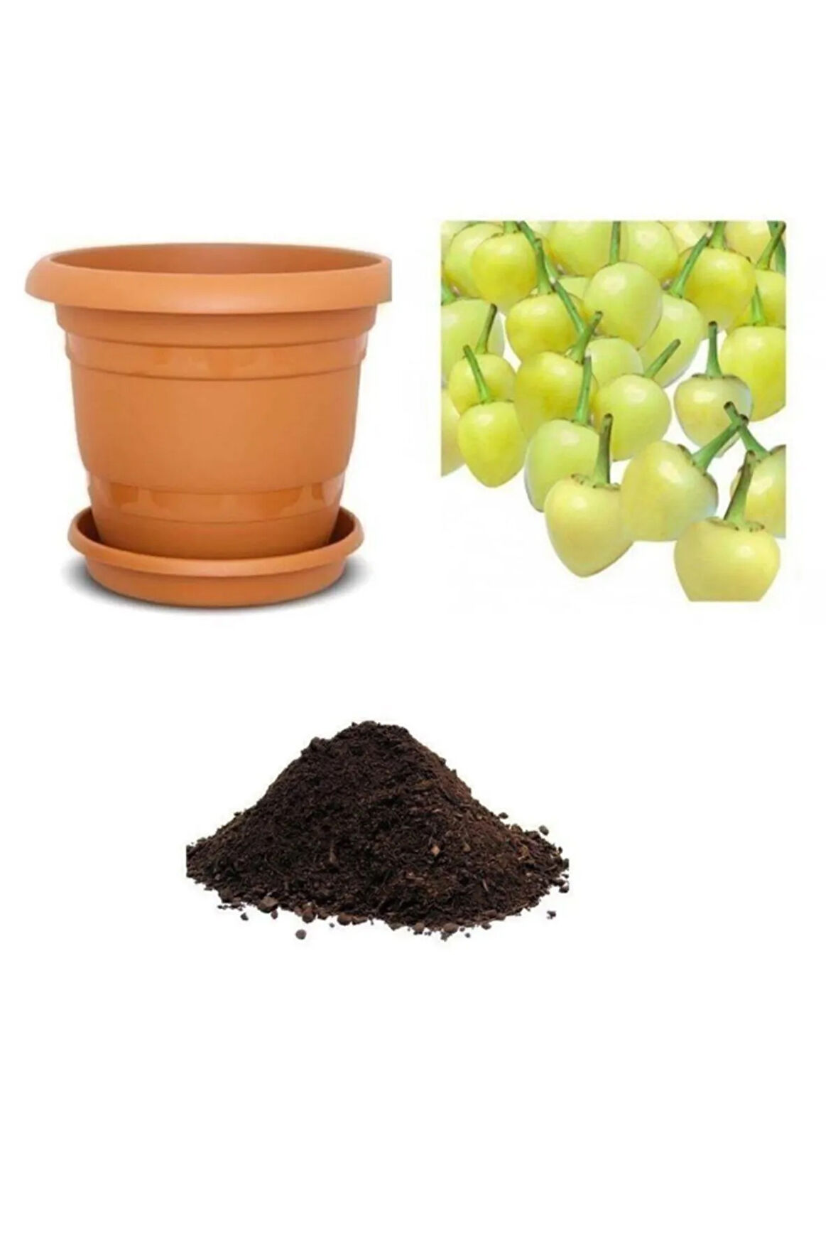 Acı Fındık Biberi Tohumu Ekim Seti