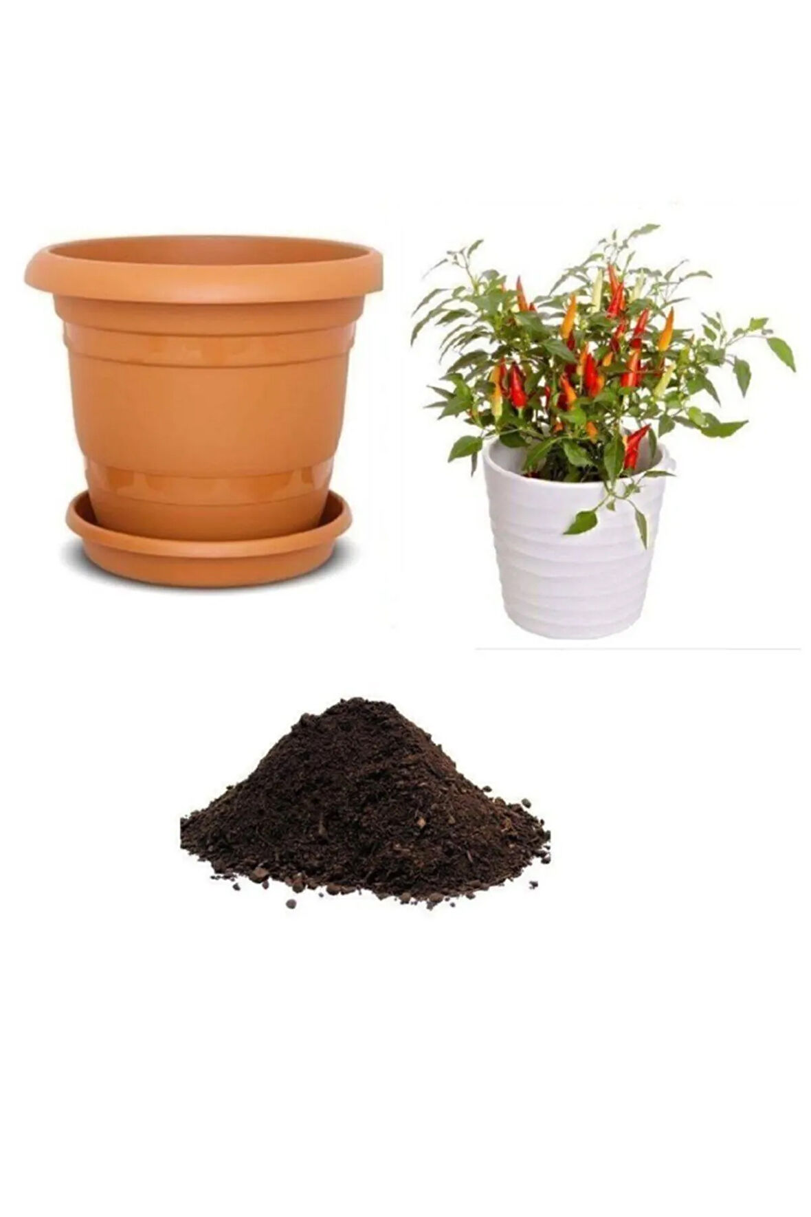 Acı Burbiye Süs Biberi Tohumu Ekim Seti