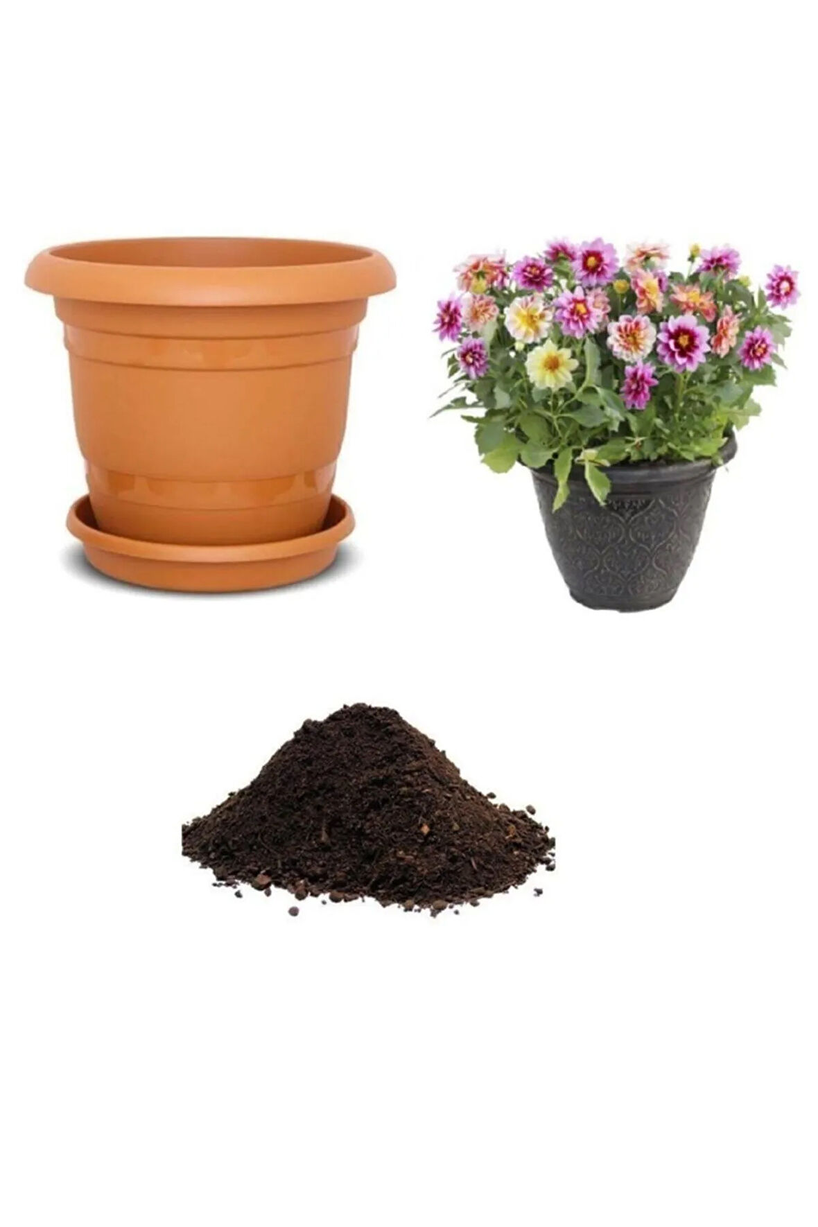 Karışık Dahlia Çiçeği Tohumu Ekim Seti