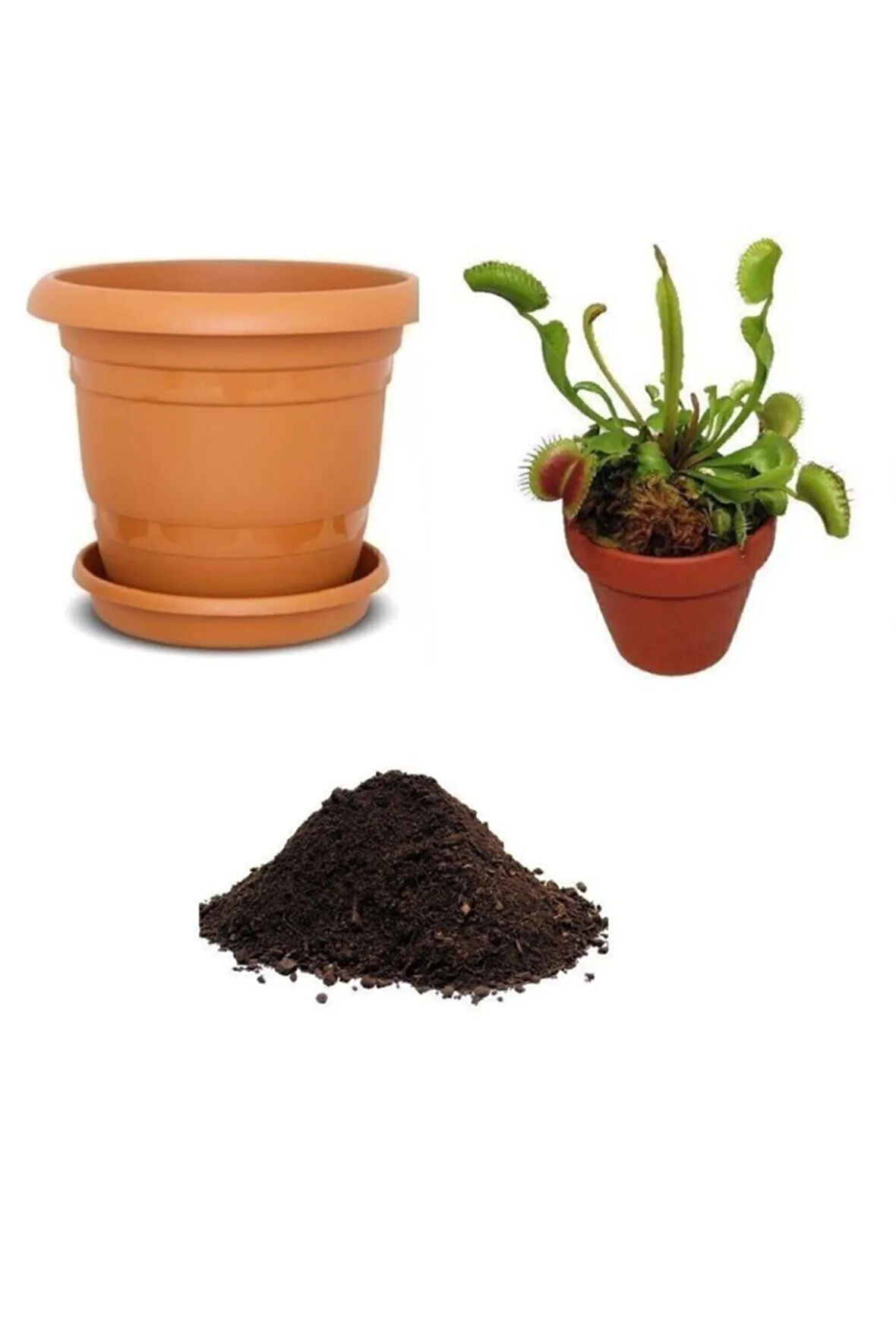 Ithal Venus Fly Trap Tohumu Ekim Seti