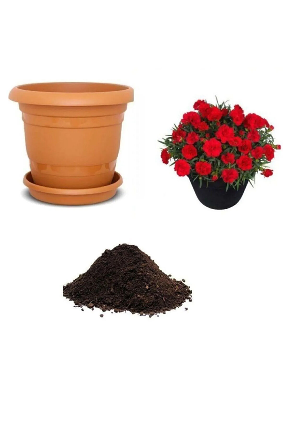 Kırmızı Karanfil Tohumu Ekim Seti