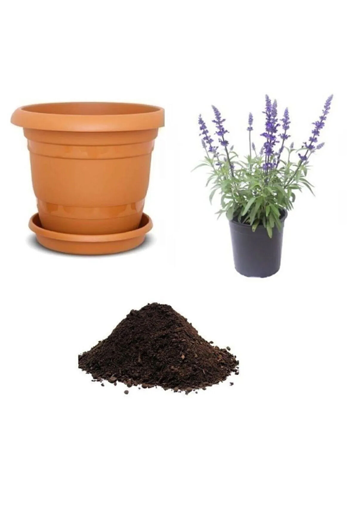 Nadir Adaçayı Tohumu Ekim Seti