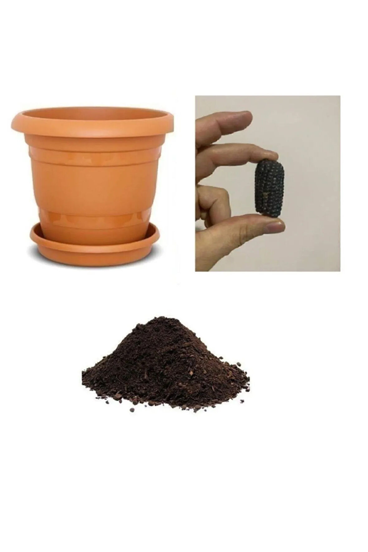 Ithal Mini Siyah Mısır Tohumu Ekim Seti