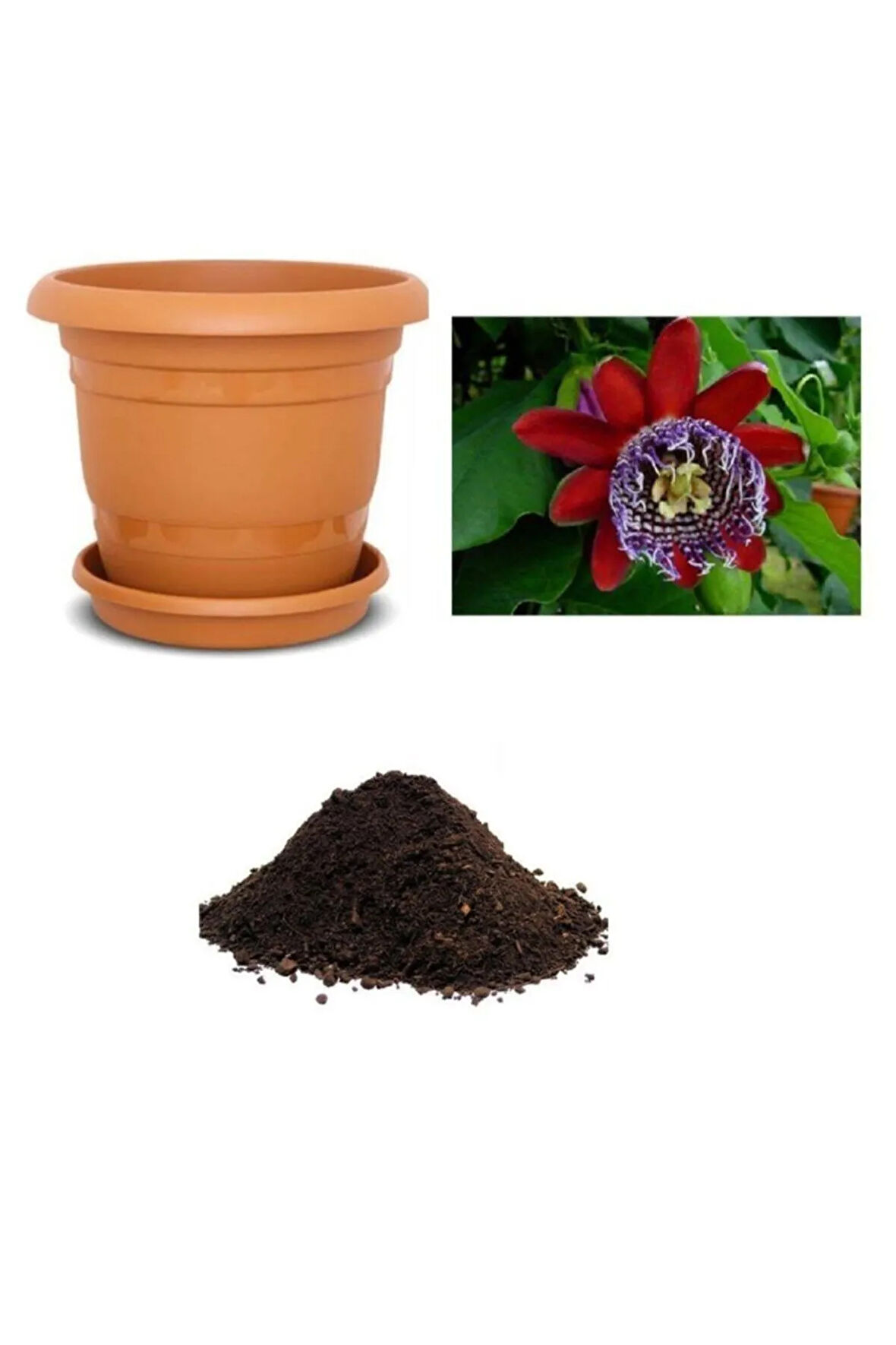 Ithal Pasiflora Quadrangularis Tohumu Ekim Seti