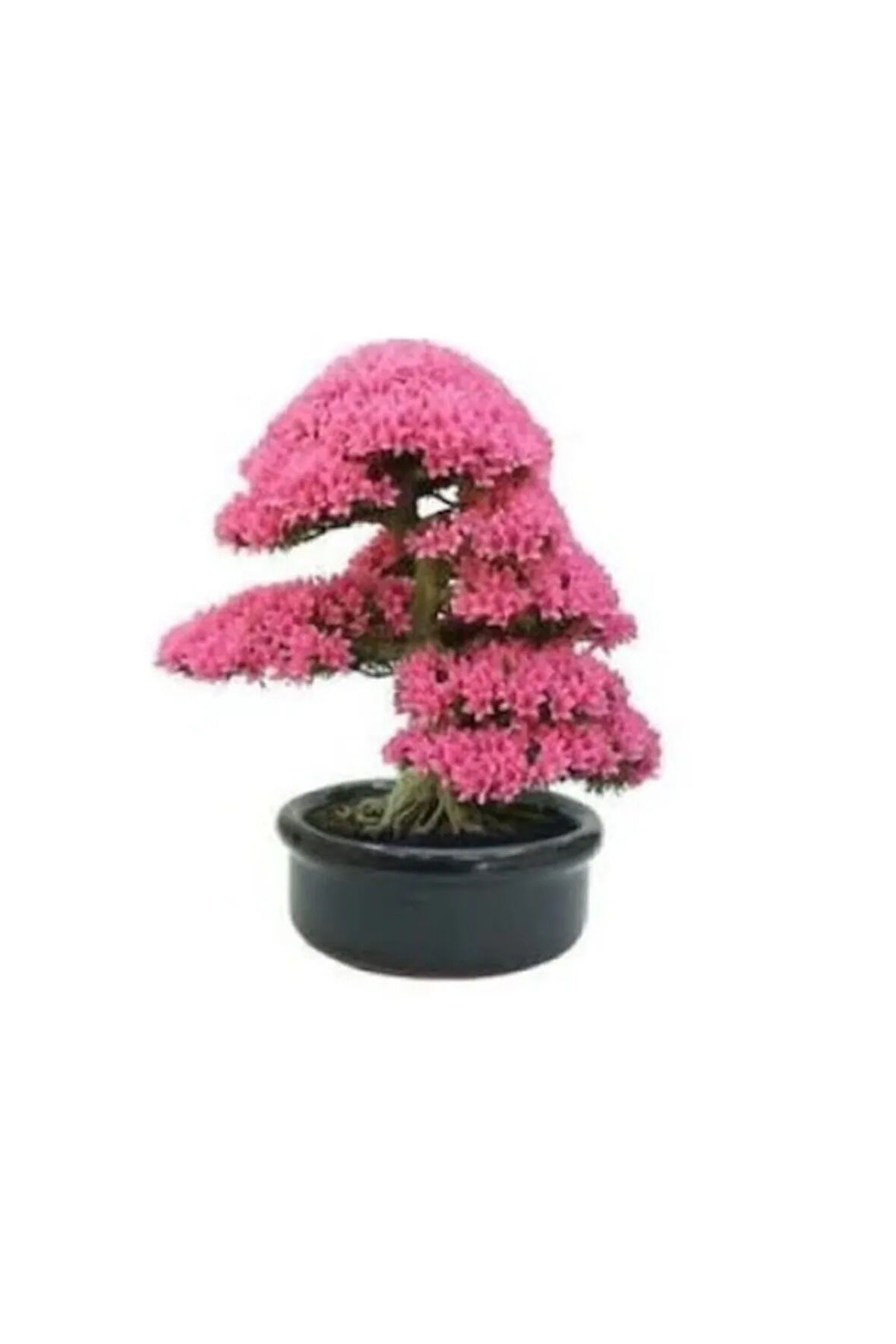 Erguvan Bonzai Ağacı Tohumu 5 Adet Bonsai Ağacı Tohumu