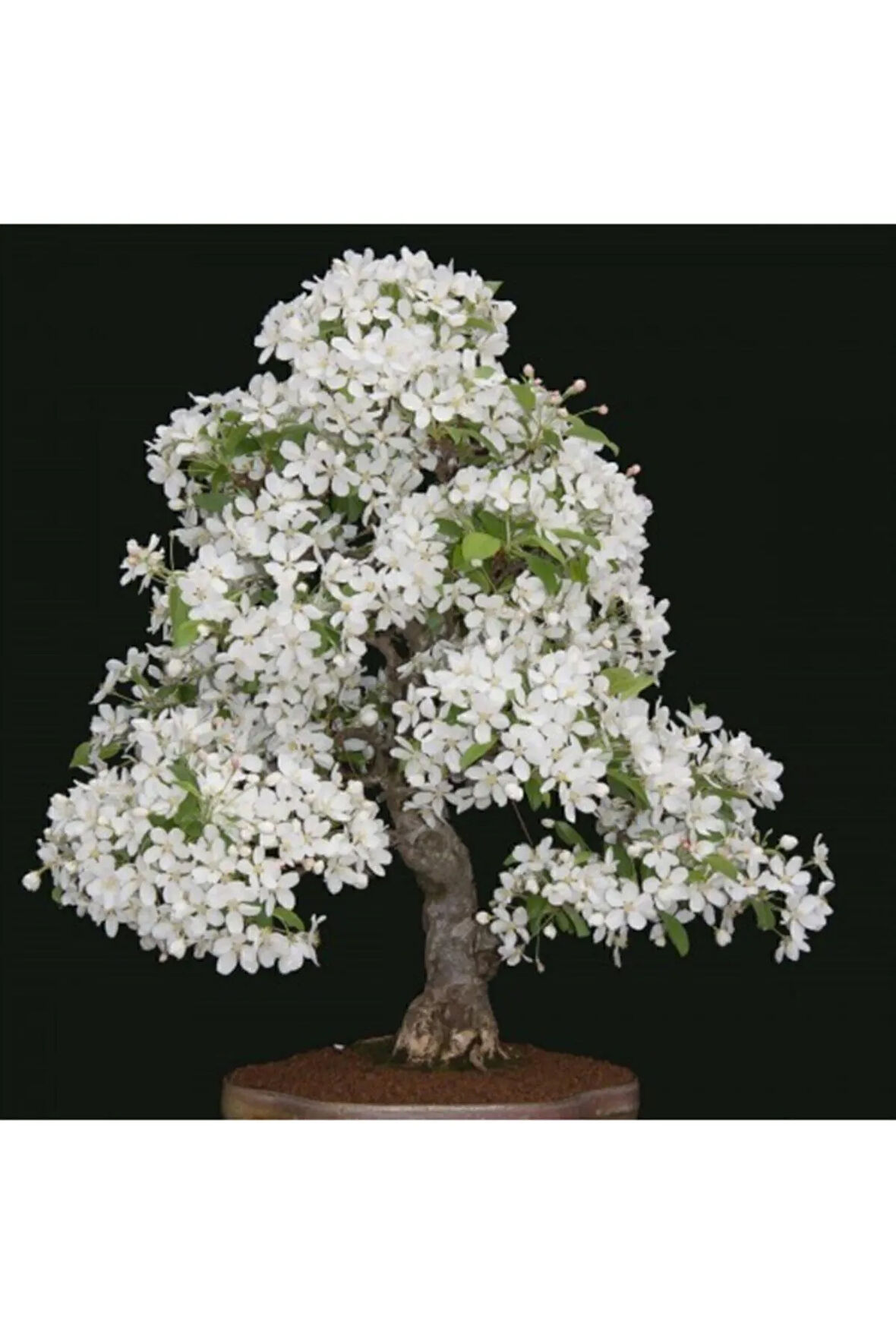 Beyaz Zakkum Bonzai Ağacı Tohumu 5 Adet Bonsai Ağacı Tohumu