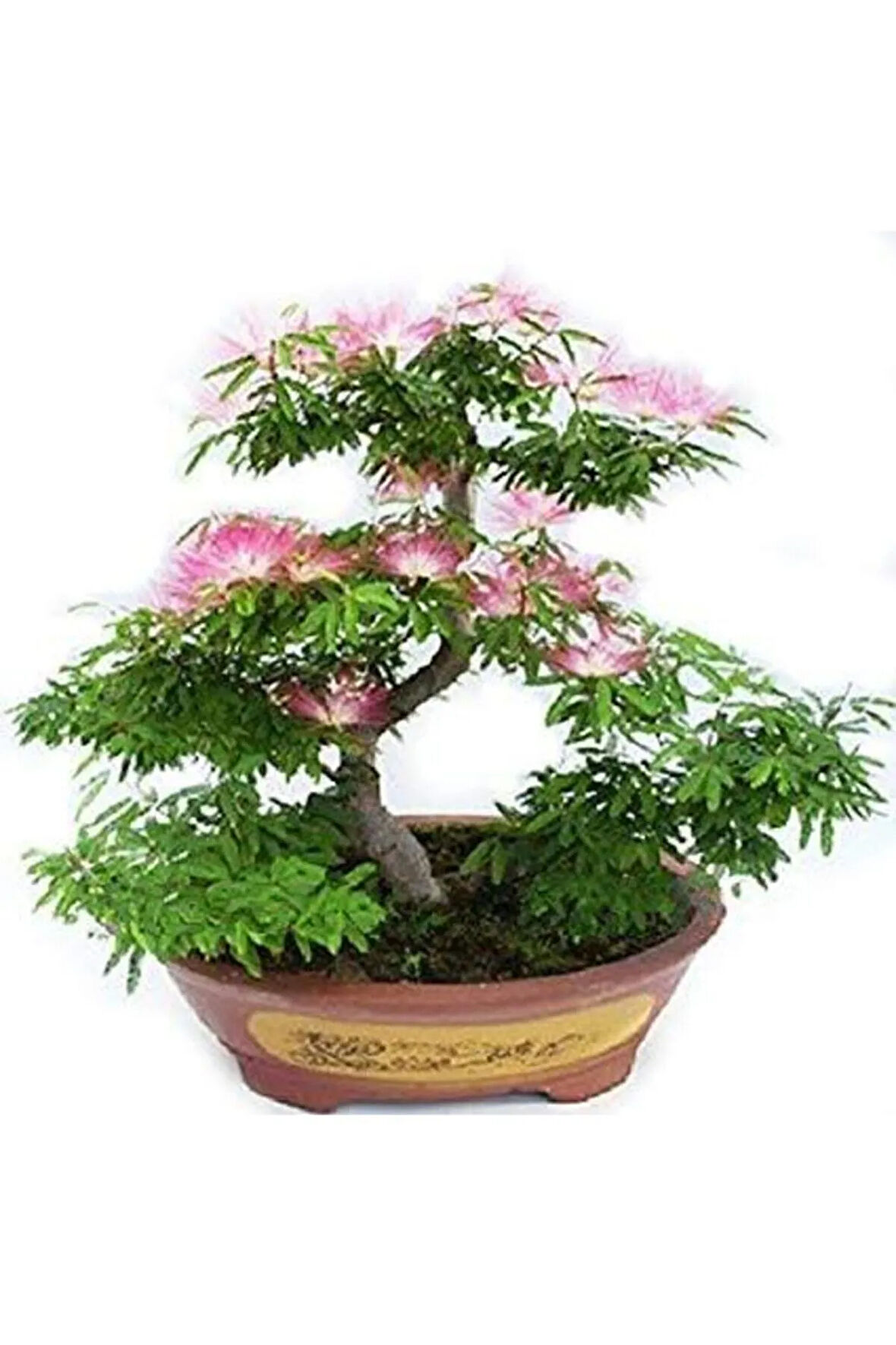 Gülibrişim Bonzai Ağacı Tohumu 5 Adet Bonsai Ağacı Tohumu