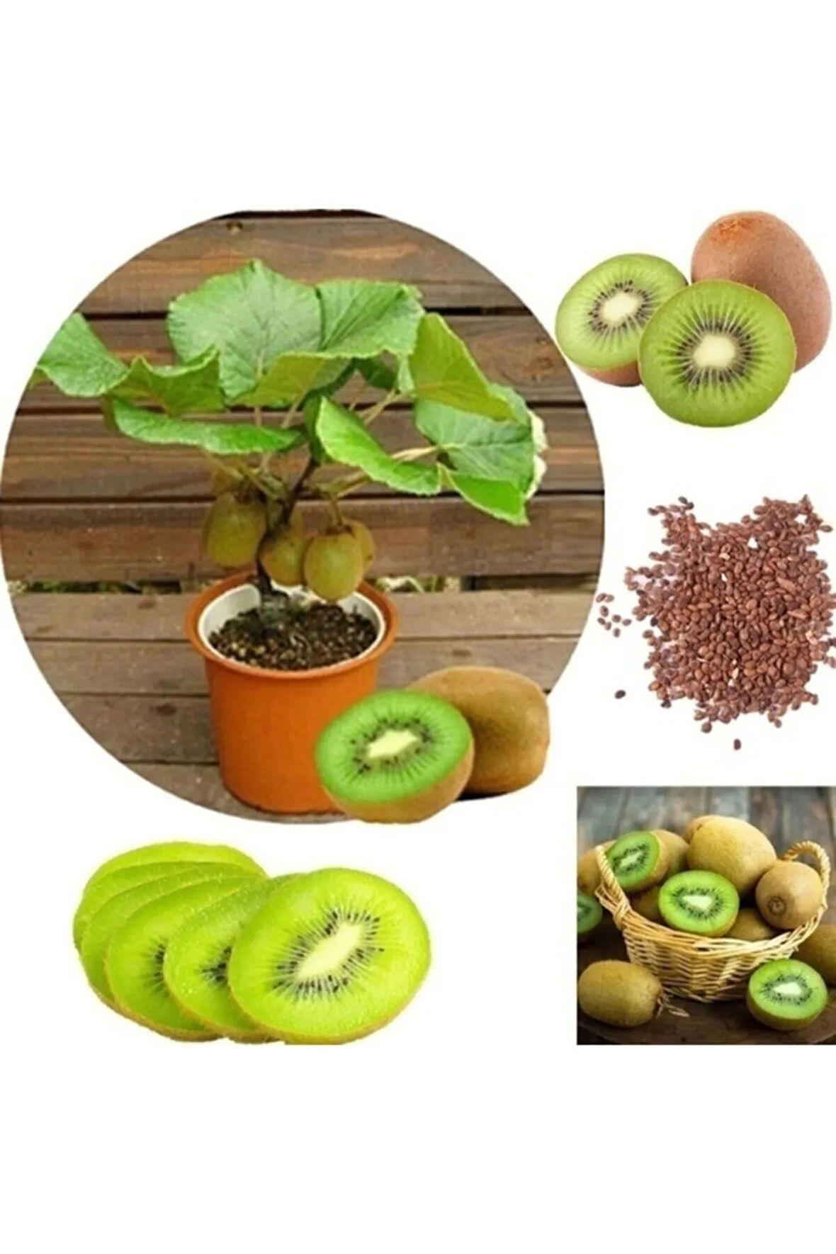 Kivi Bonzai Ağacı Tohumu 5 Adet Bonsai Ağacı Tohumu