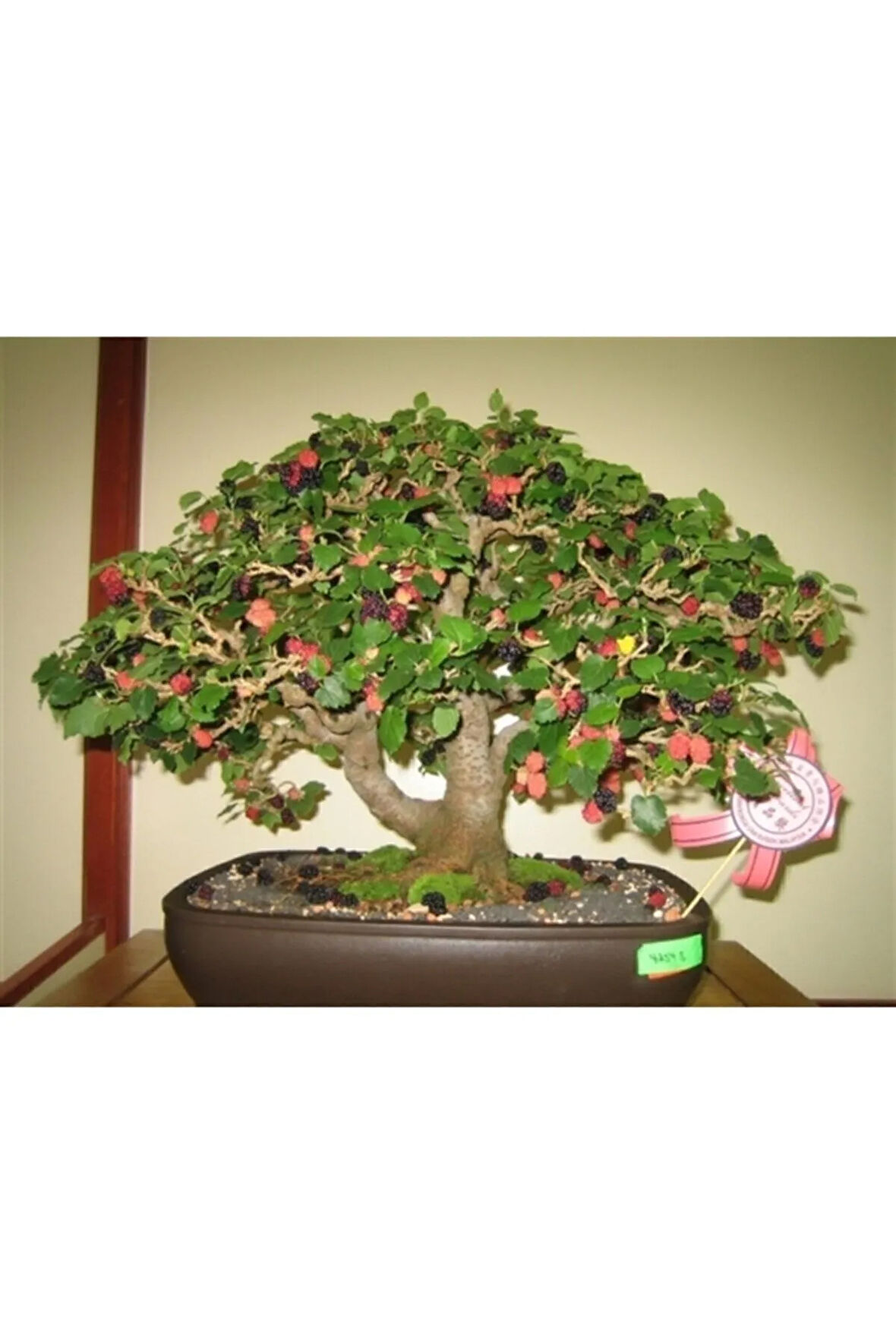 Karadut Bonzai Ağacı Tohumu 5 Adet Bonsai Ağacı Tohumu