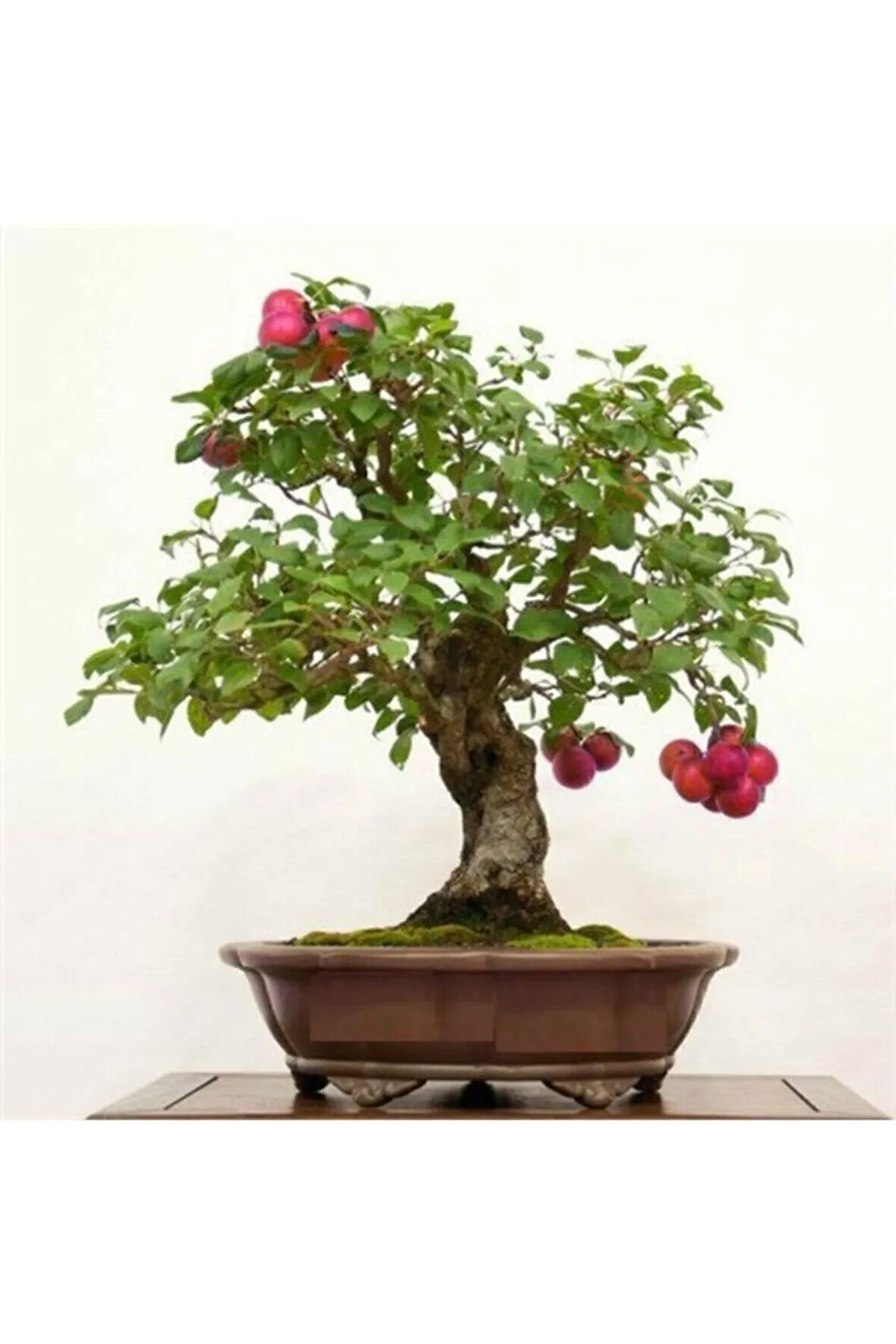 Erik Bonzai Ağacı Tohumu 2 Adet Bonsai Ağacı Tohumu