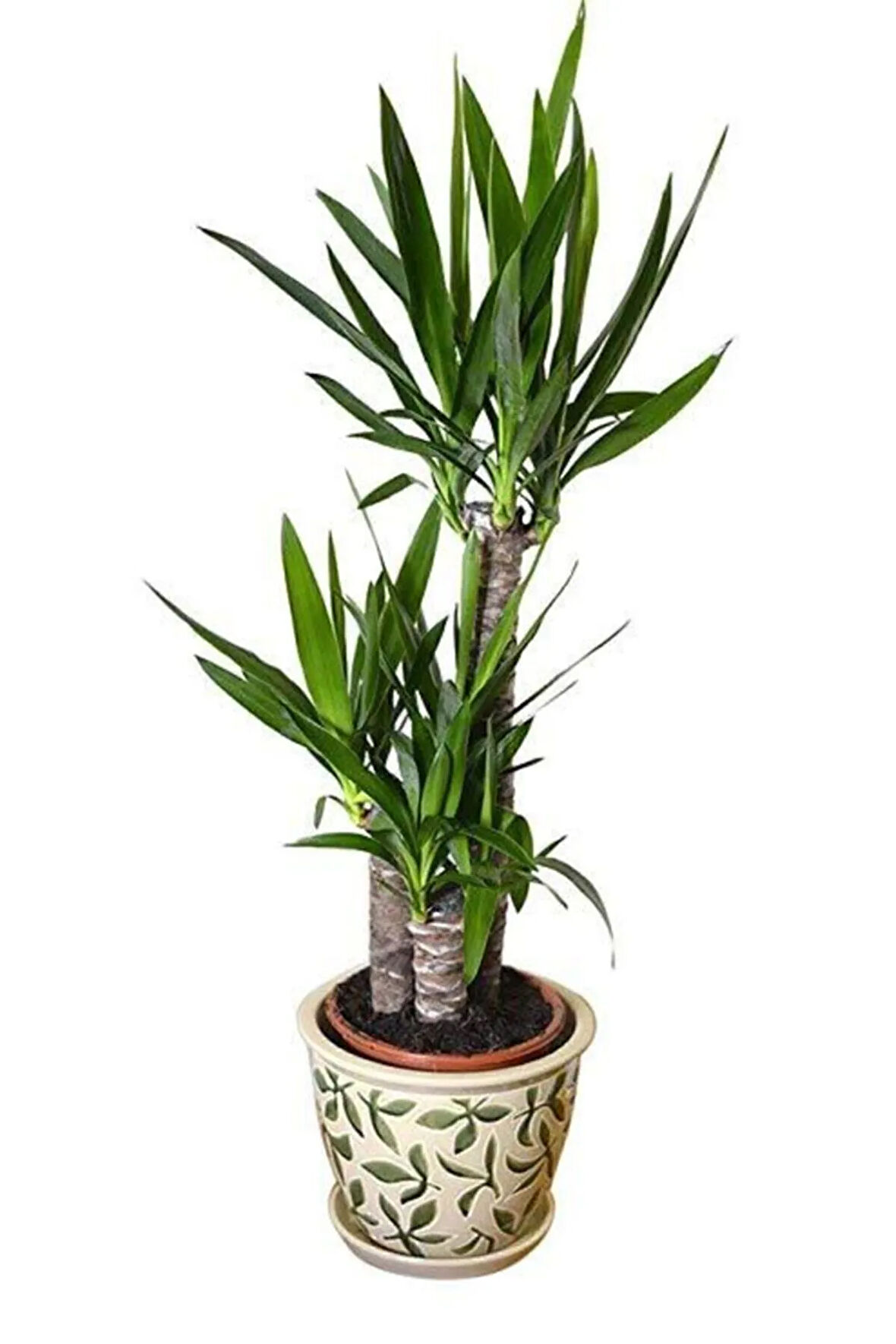 Nadir Yucca Ağacı Tohumu 5 Adet Tohum Avize Çiçeği