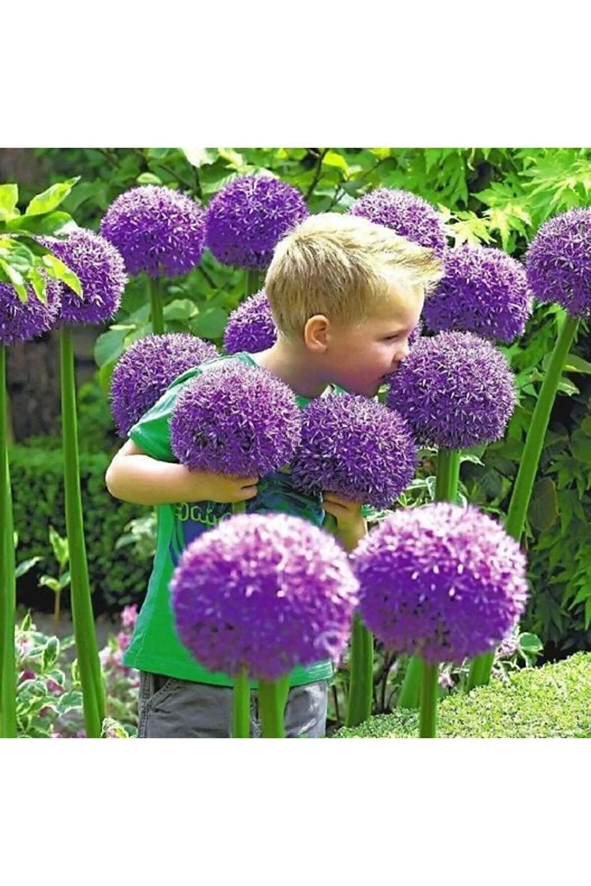 Dev Mor Allium Çiçeği Tohumu 3 Adet Tohum Çiçek Tohumu