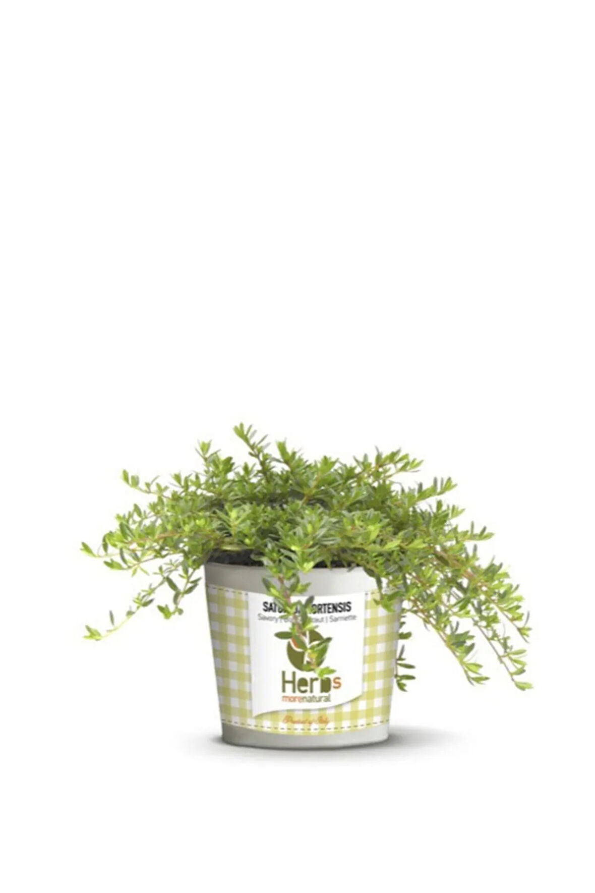 Aromatik Kekik Ekim Seti 25 Adet Tohum Saksı Toprak Gülhatmi Dağ Kekiği