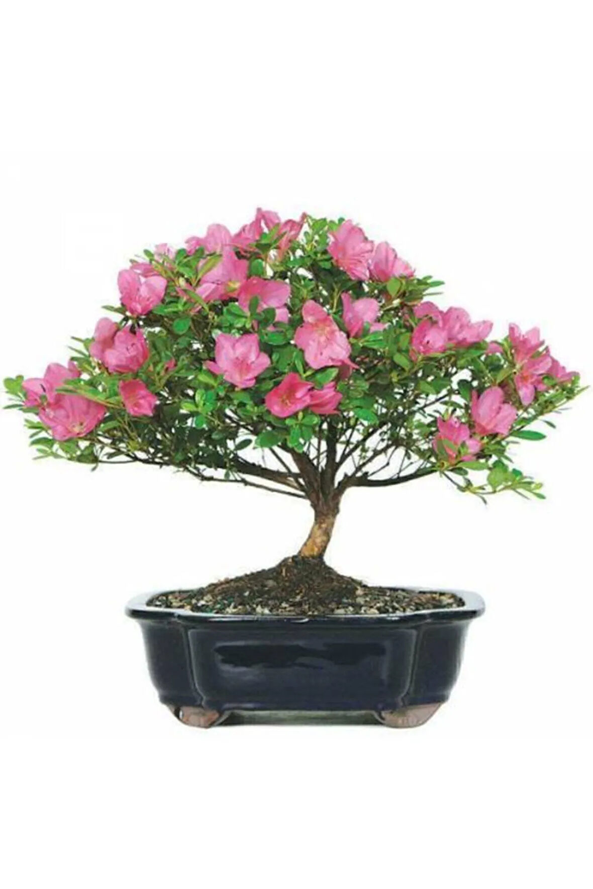 Orkide Bonzai Ağacı Tohumu 5 Adet Bonsai Ağacı Tohumu