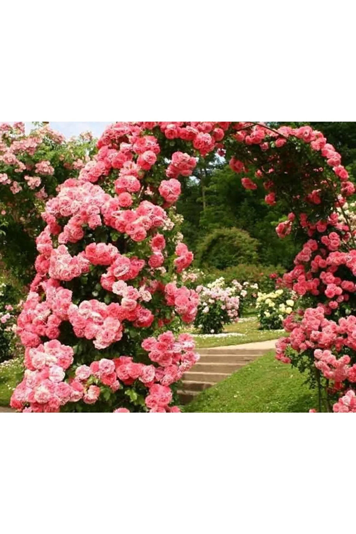 Nadir Pembe Sarmaşık Gül Tohumu 5 Adet Tohum