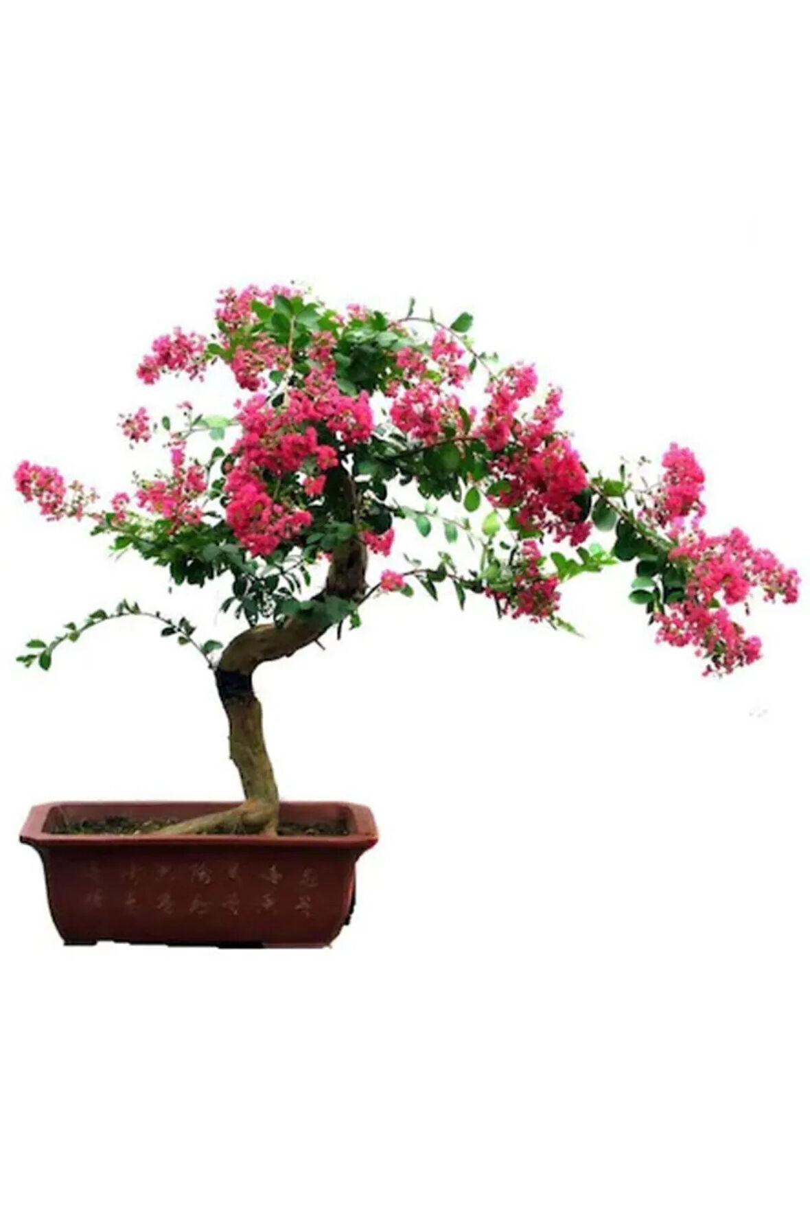 Krep Mersin Bonzai Ağacı Tohumu 5 Adet Bonsai Ağacı Tohumu