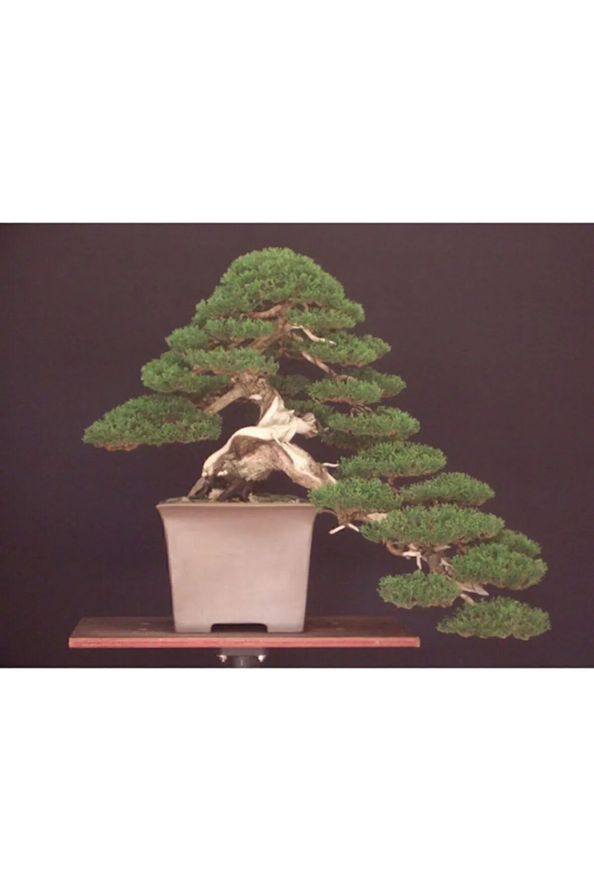 Bodur Lübnan Sediri Bonzai Ağacı Tohumu 5 Adet Bonsai Ağacı Tohumu