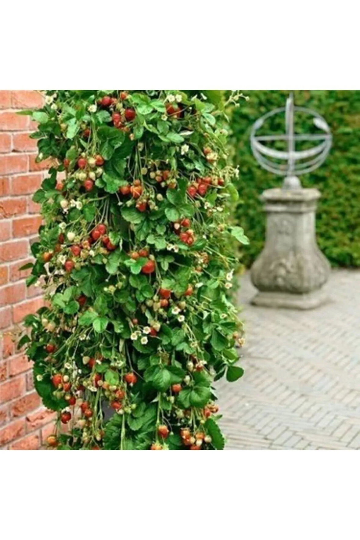 Eko Paket 75 Adet Tohum Alman Çilek Ağacı Tohumu Sırık Çilek Tohumu