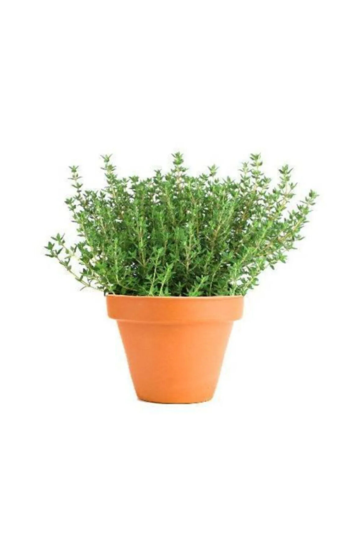Aromatik Dağ Kekiği Tohumu 25 Adet Kekik Tohumu