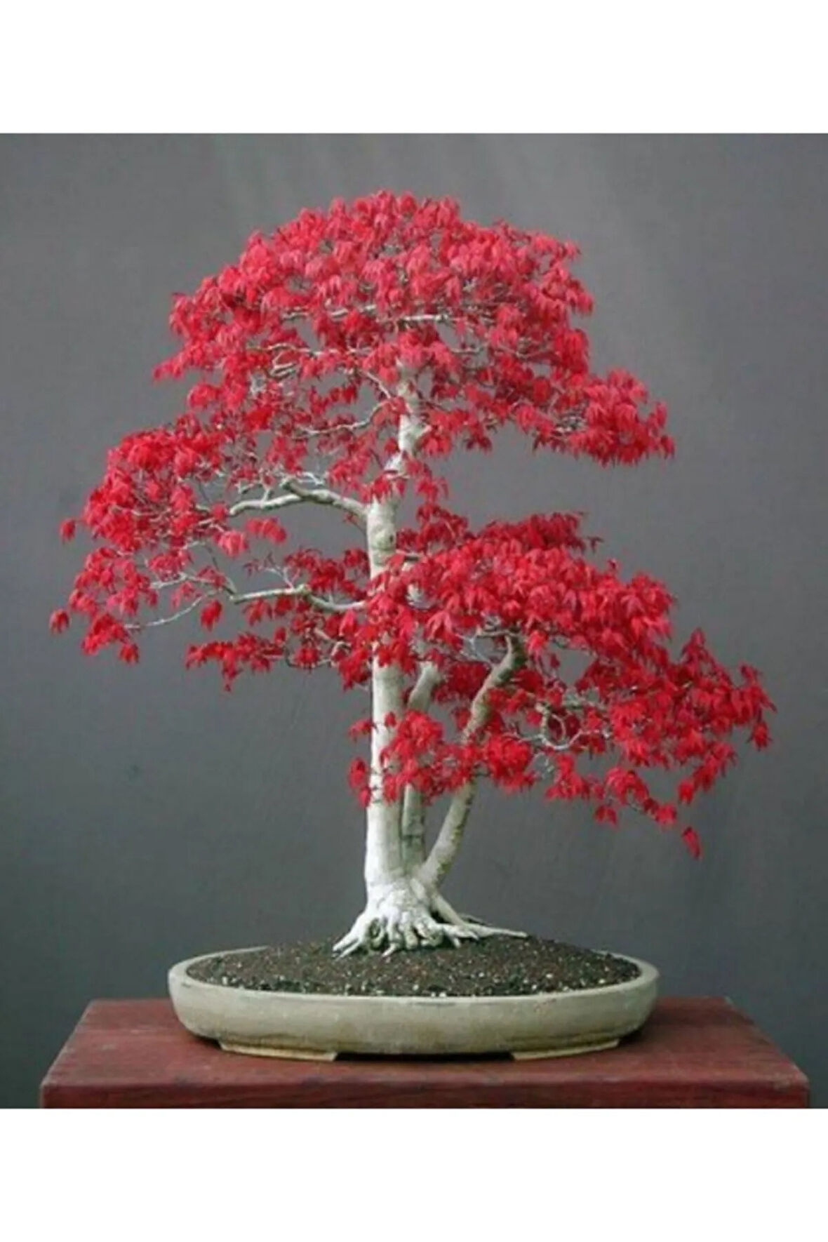Bodur Acer Rubrum Bonzai Ağacı Ekim Seti 5 Adet Tohum Saksı Toprak Kombin