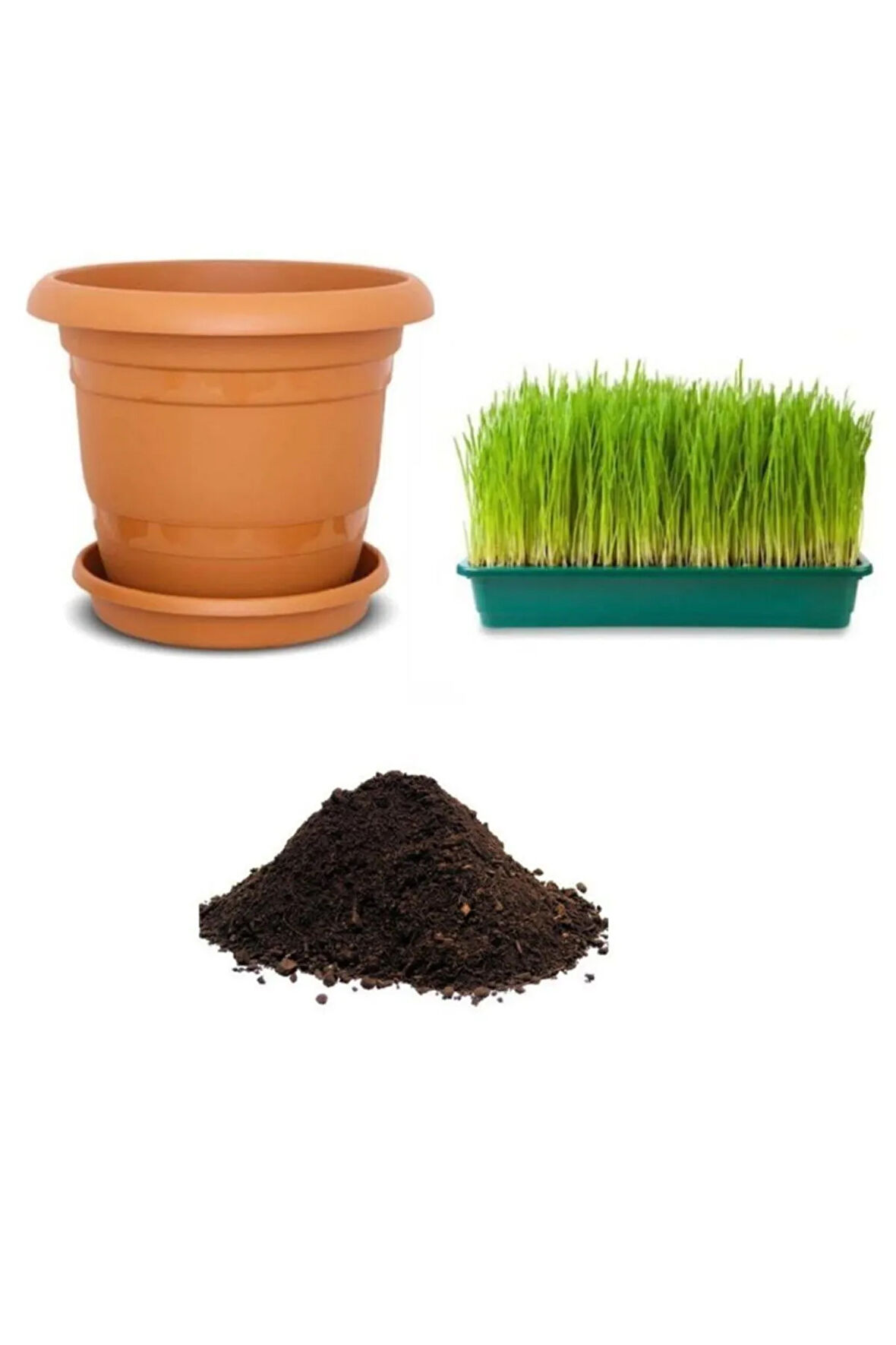 Nadir Buğday Çimi Tohumu Ekim Seti