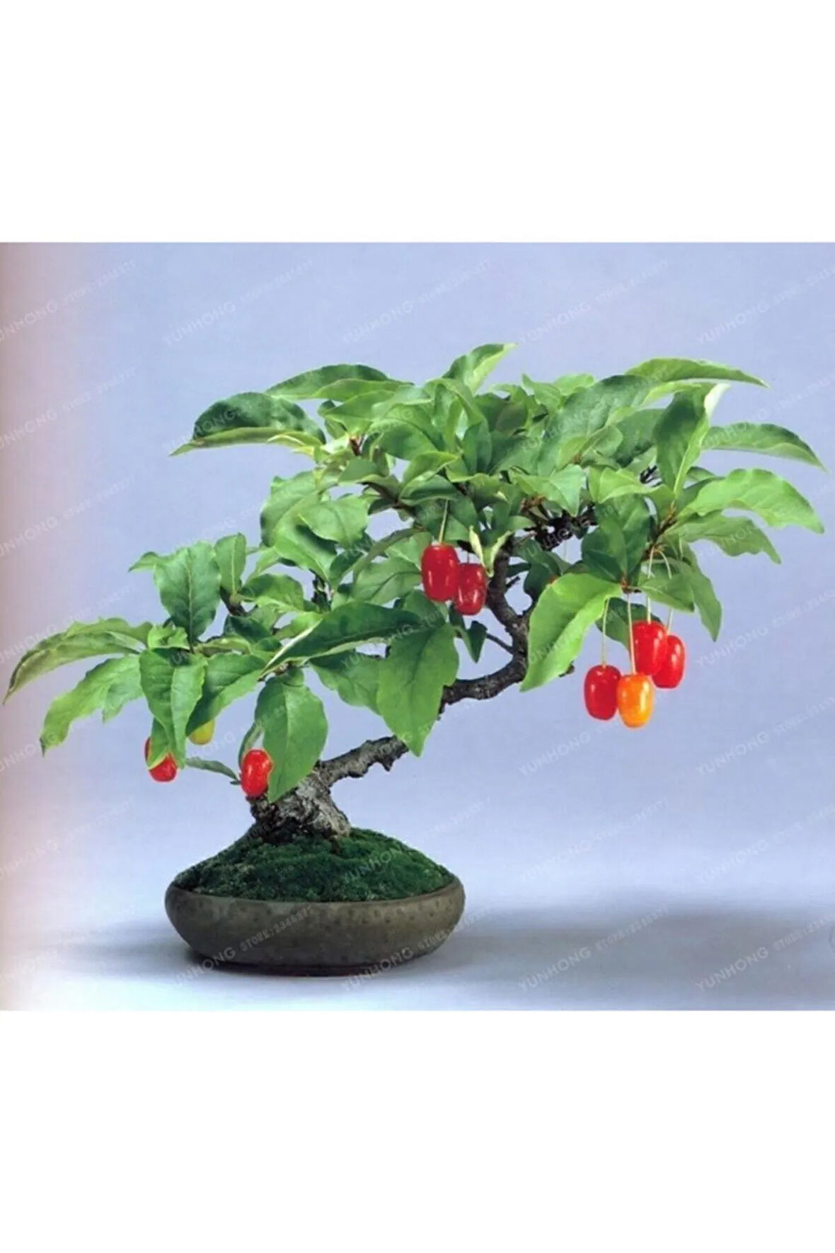 Bodur Kızılcık Bonzai Ağacı Tohumu 5 Adet Bonsai Ağacı Tohumu