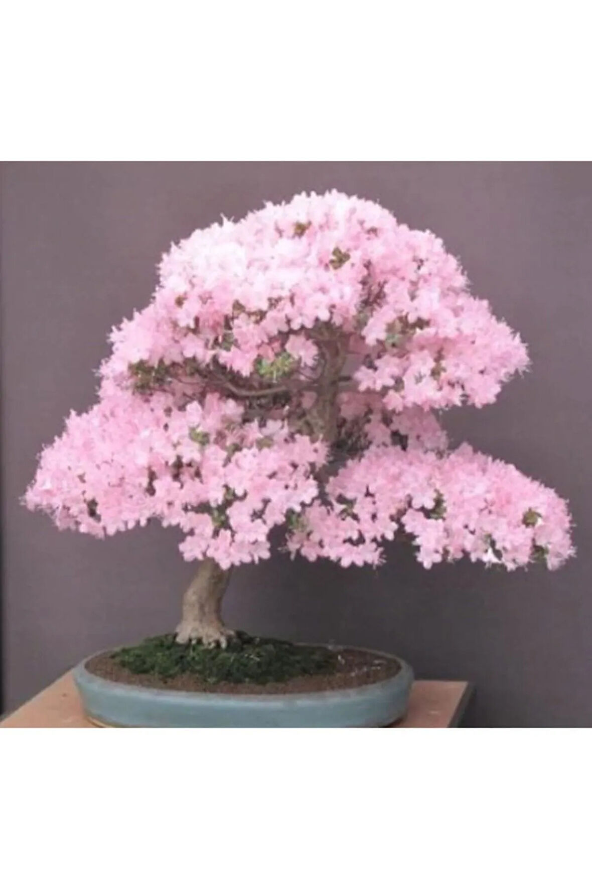 Bodur Cherry Blossom Bonzai Ağacı Tohumu 5 Adet Bonsai Ağacı Tohumu