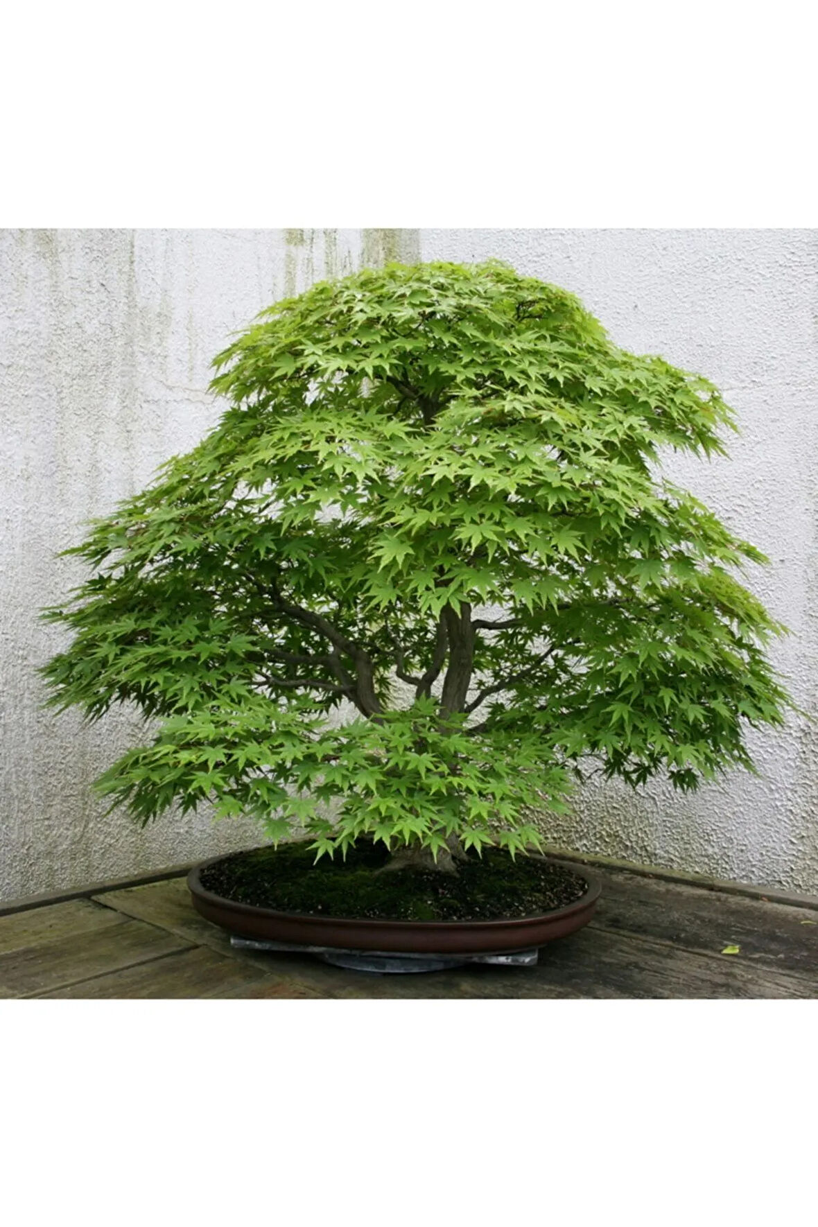 Bodur Japon Redwood Bonzai Ağacı Tohumu 5 Adet Bonsai Ağacı Tohumu