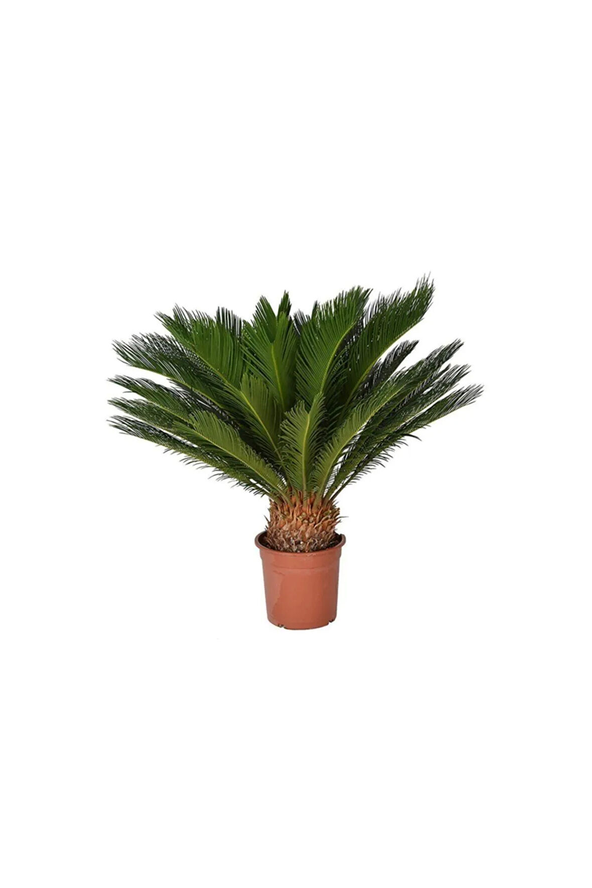 Nadir Ithal Cycas Tohumu 3 Adet Tohum Sikas Revoluta