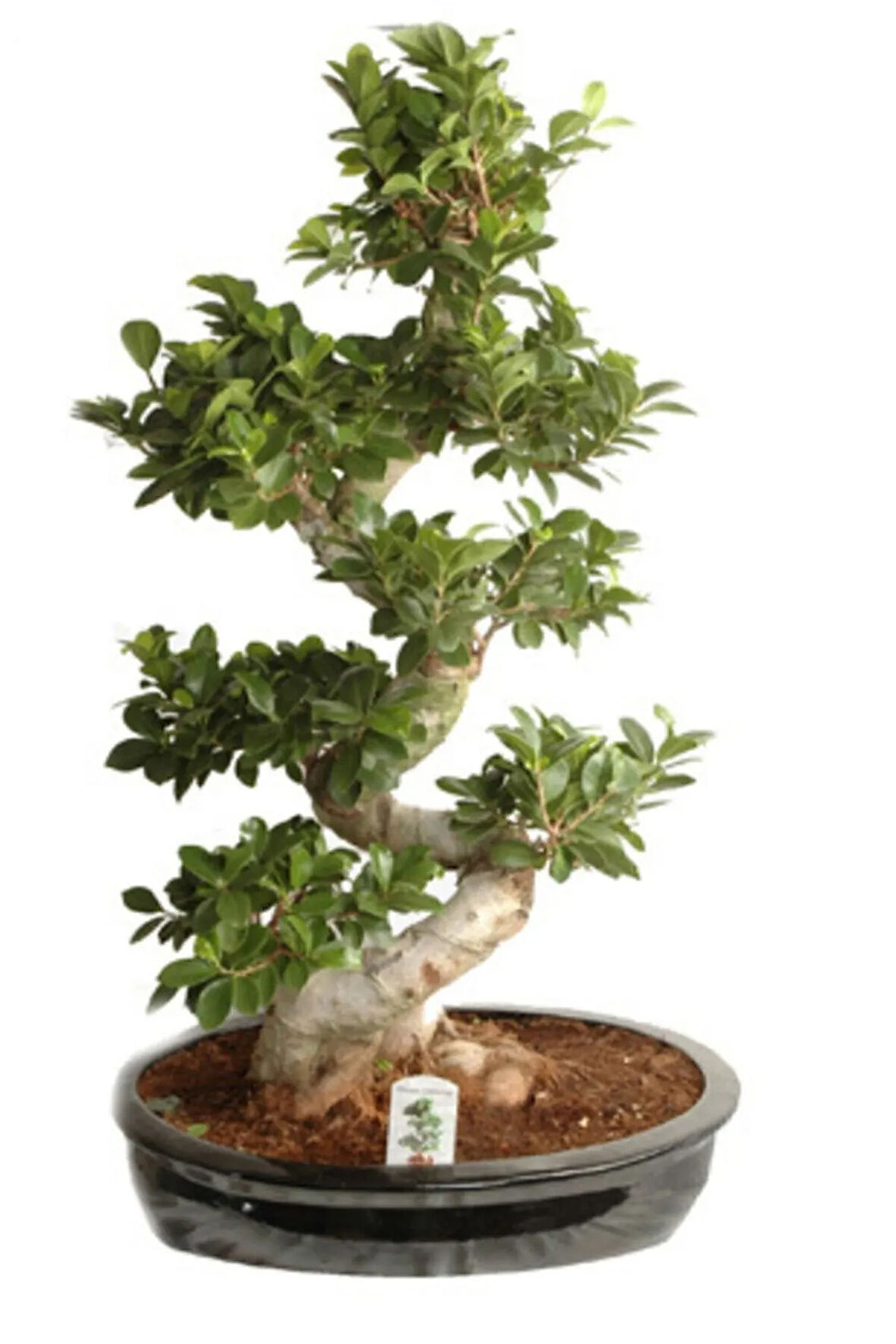 Bodur Hambeles Bonzai Ağacı Tohumu 5 Adet Tohum Bonsai Ağacı Tohumu